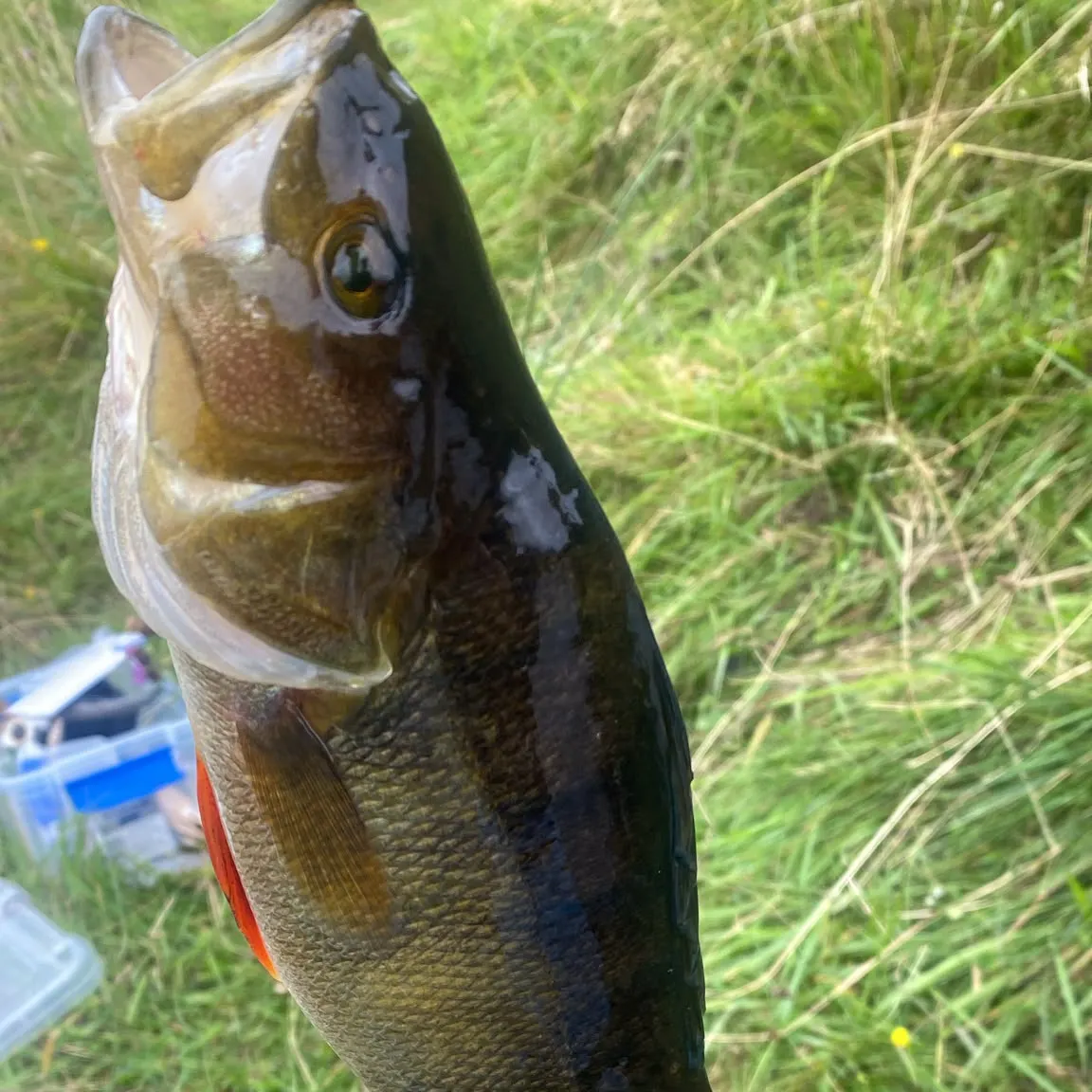 European perch caught on Fishbrain