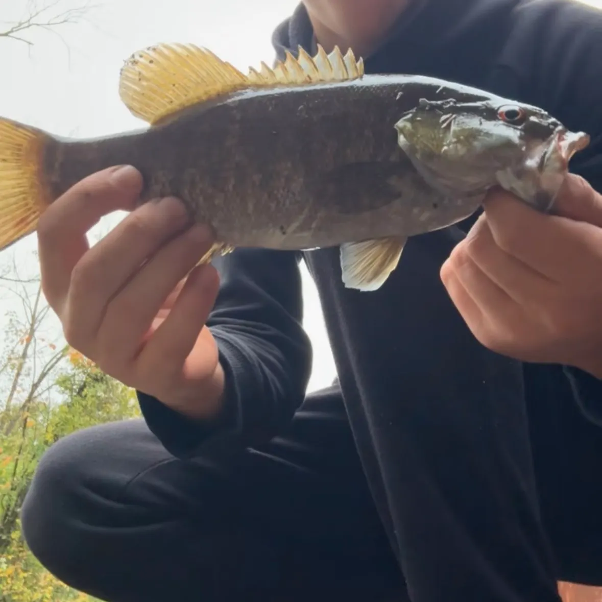 Smallmouth bass caught on Fishbrain