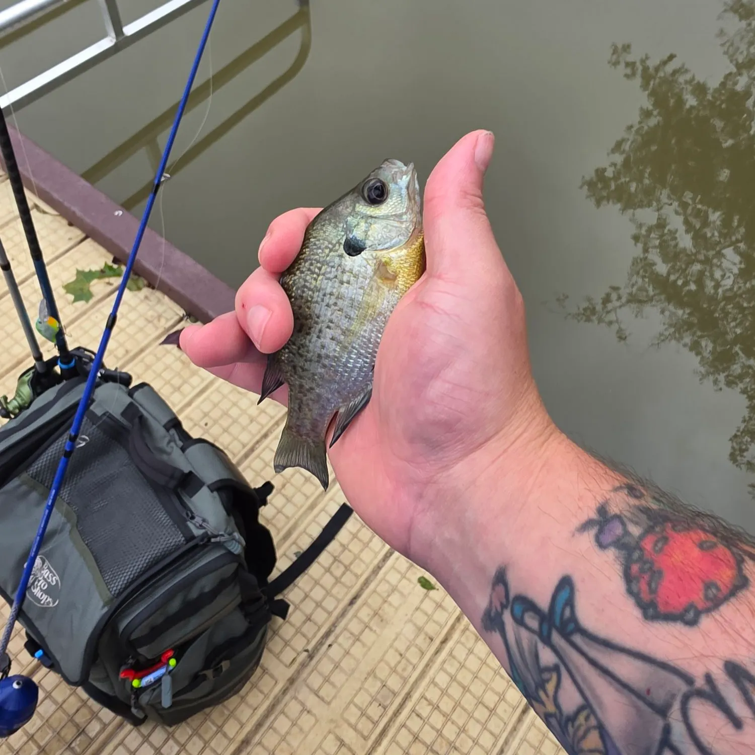 Bluegill caught on Fishbrain