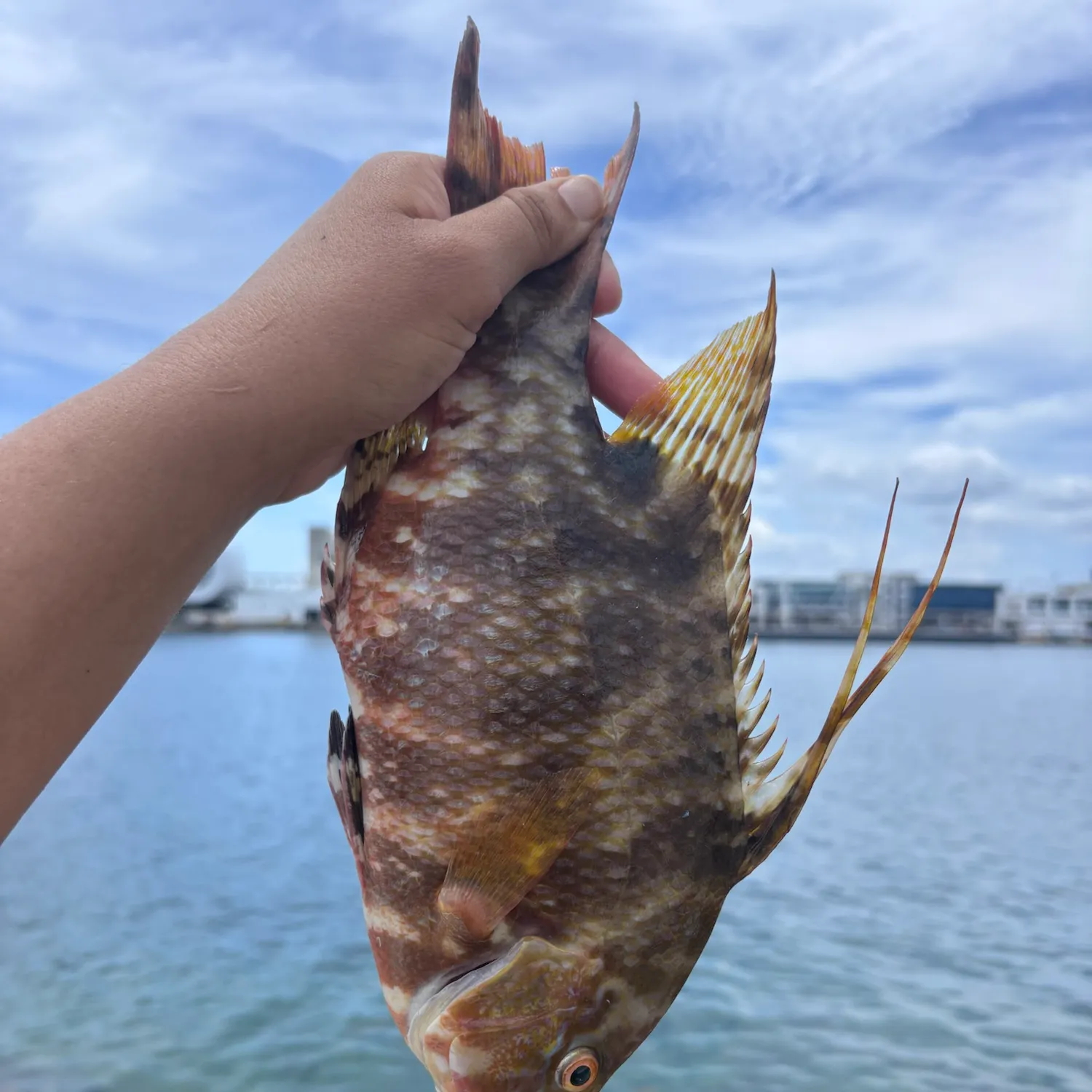 catch