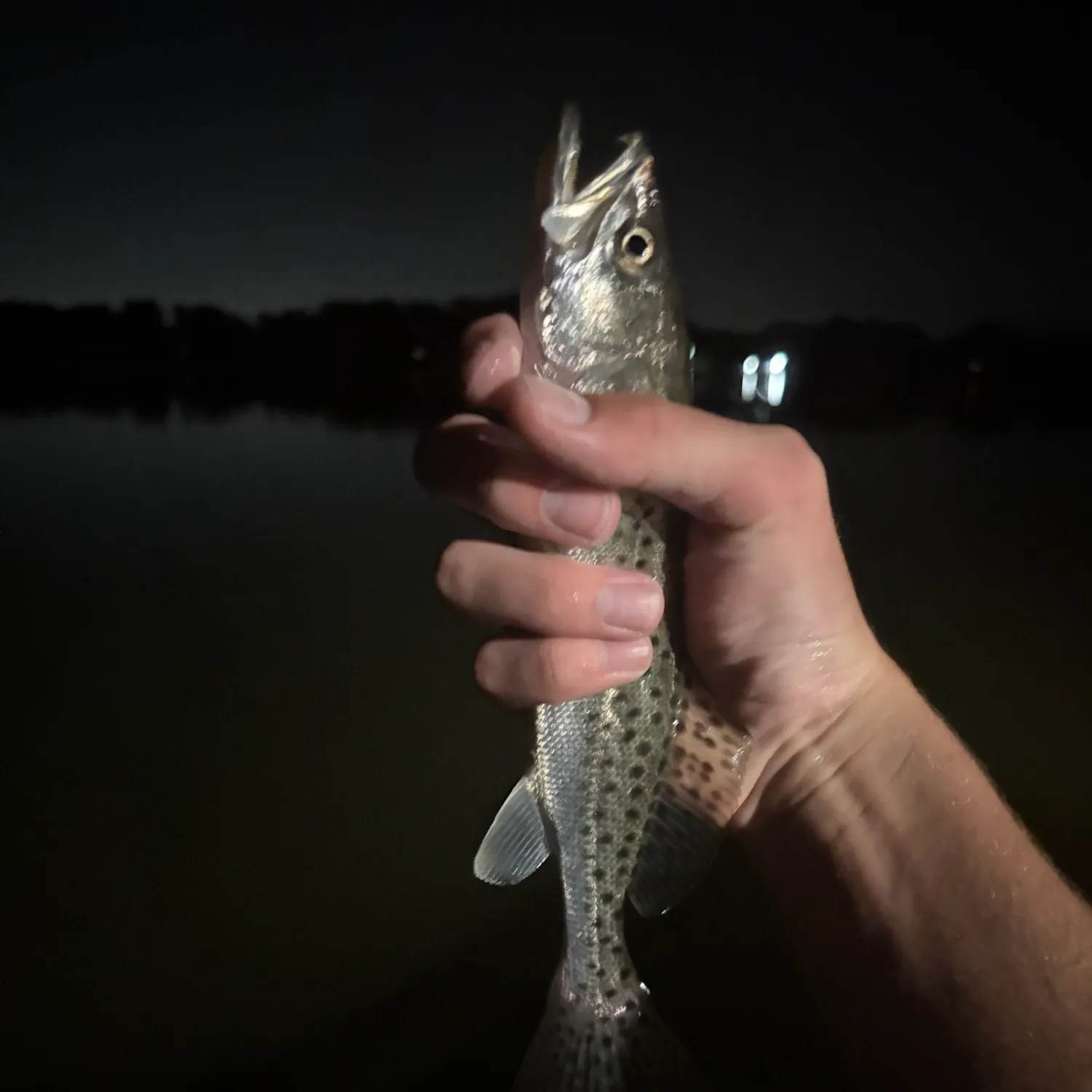 Spotted seatrout caught on Fishbrain