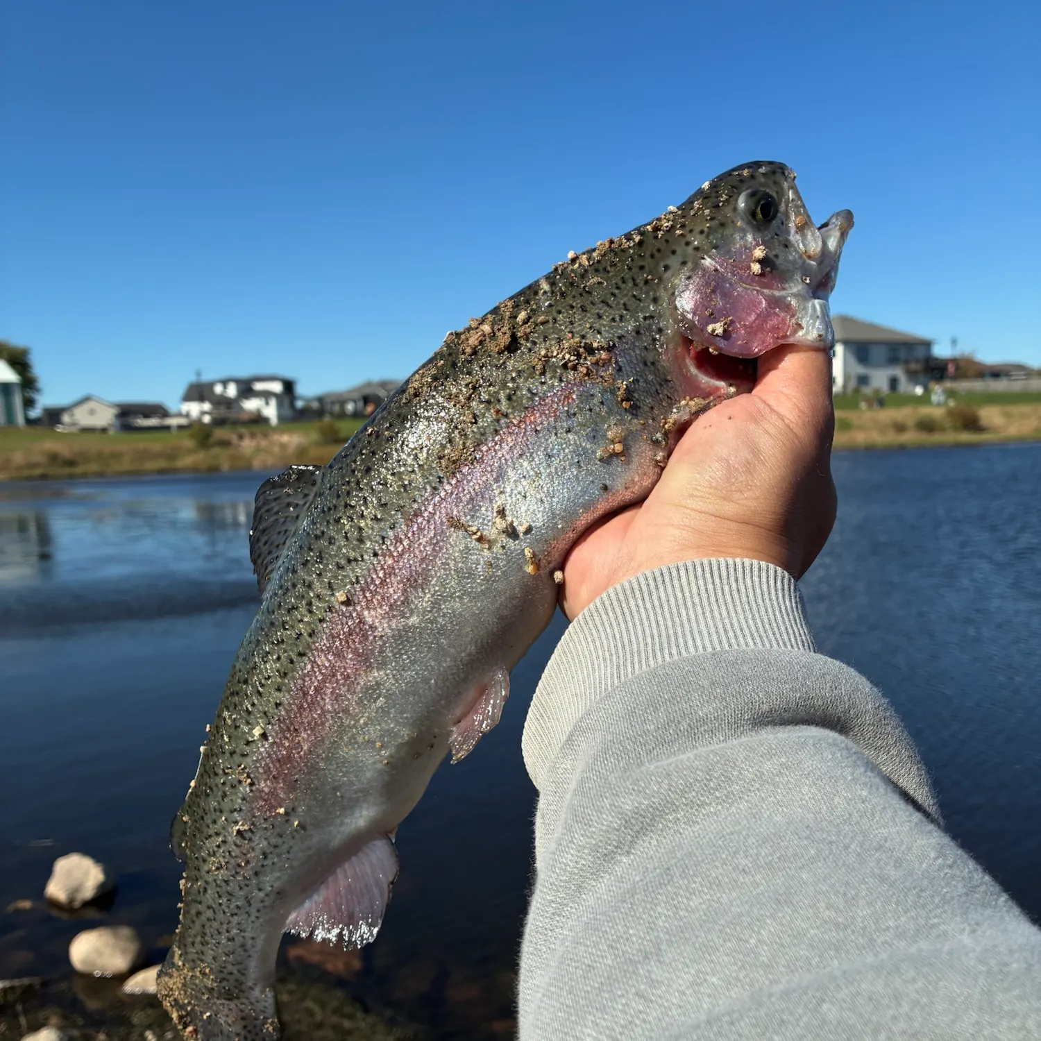 Rainbow trout caught on Fishbrain