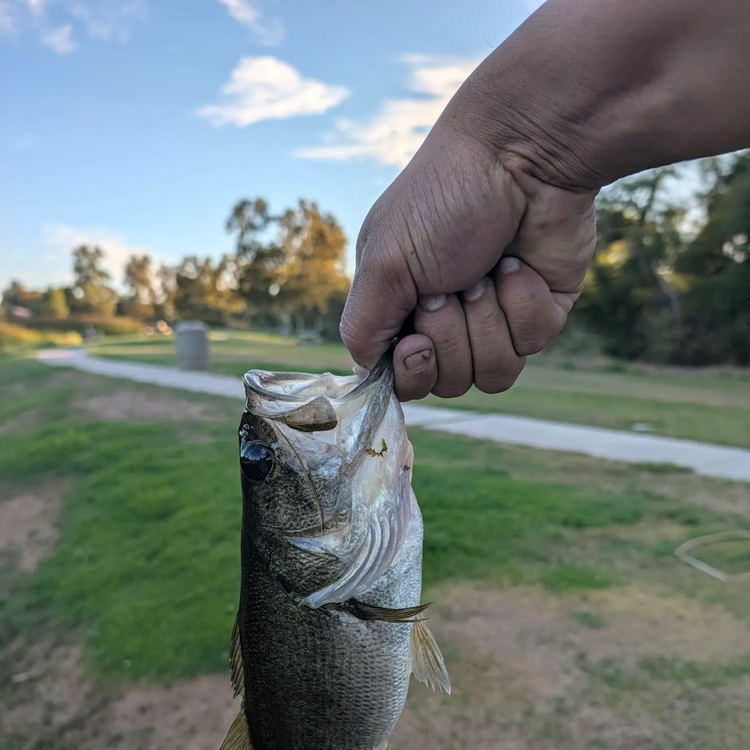 Largemouth bass caught on Fishbrain