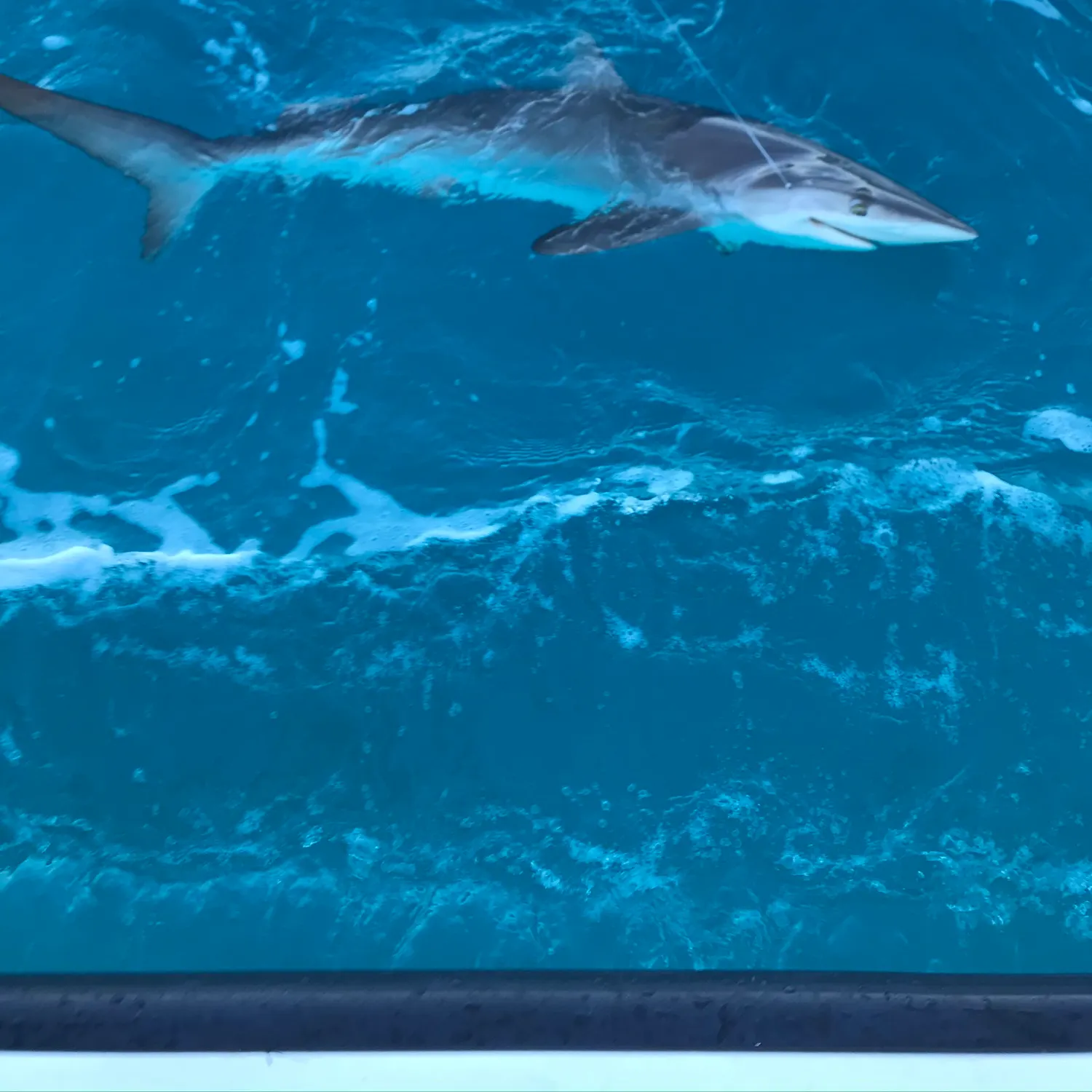 The most popular recent Silky shark catch on Fishbrain