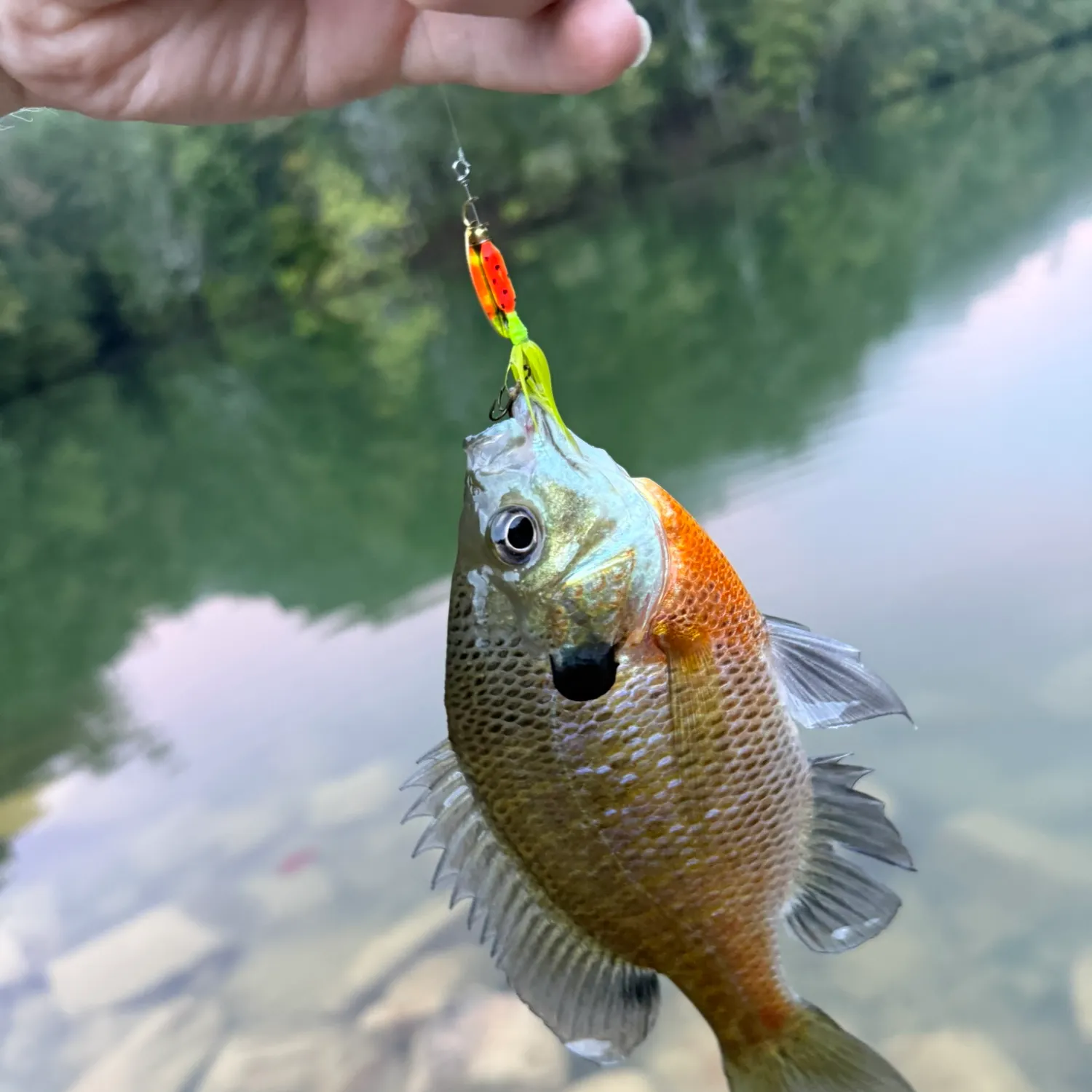Bluegill caught on Fishbrain
