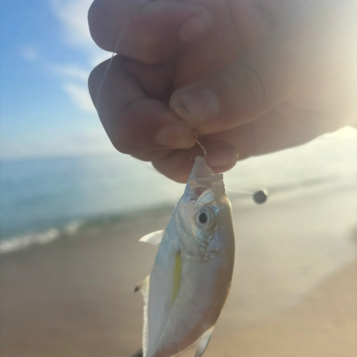 The most recent Bluefin trevally catches on Fishbrain