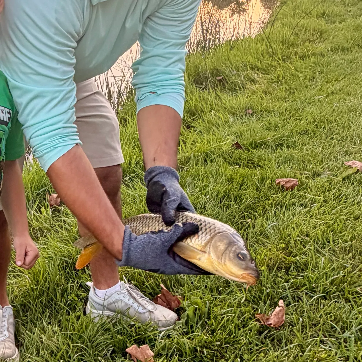 Common carp caught on Fishbrain