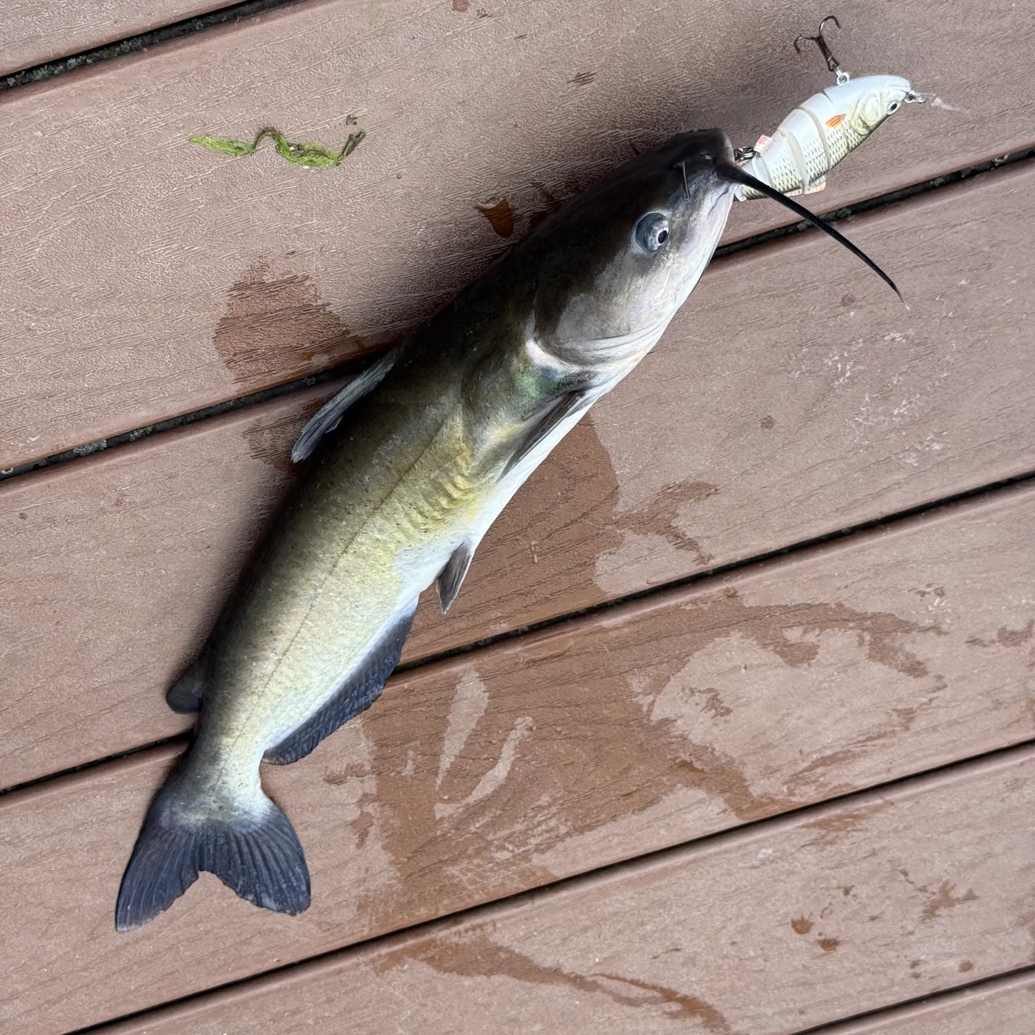 Channel catfish caught on Fishbrain