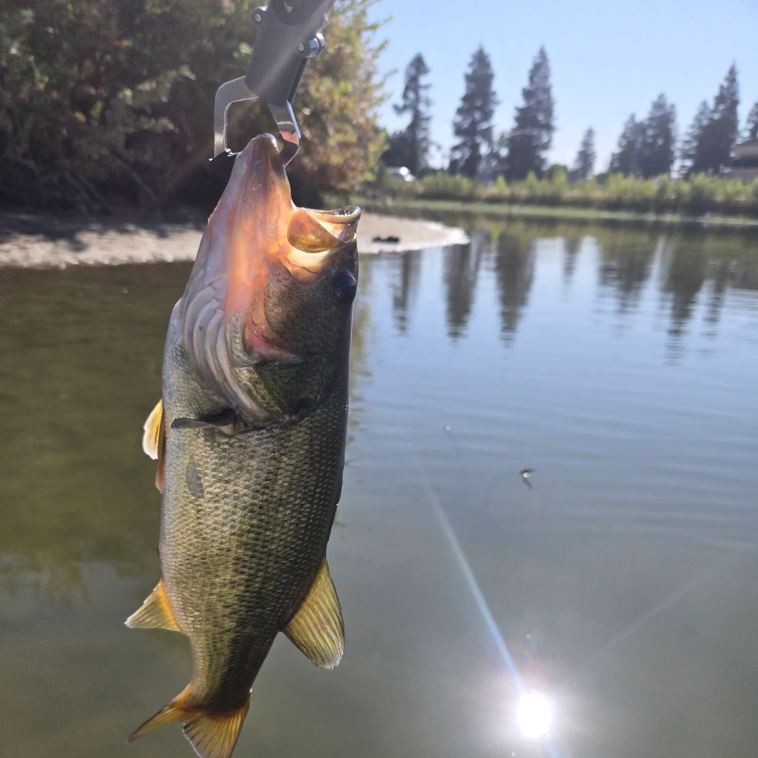 Largemouth bass caught on Fishbrain