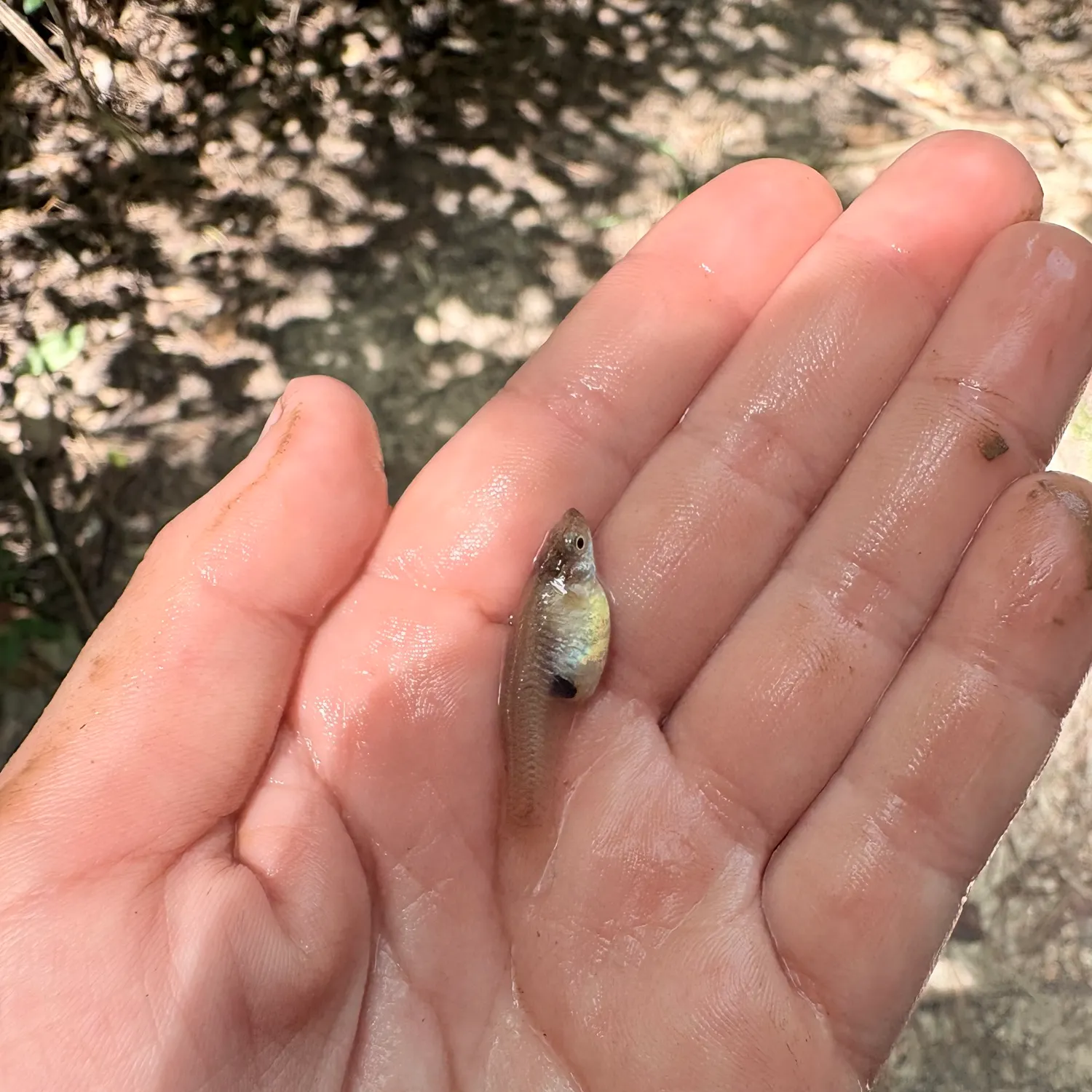 The most recent Eastern silvery minnow catches on Fishbrain