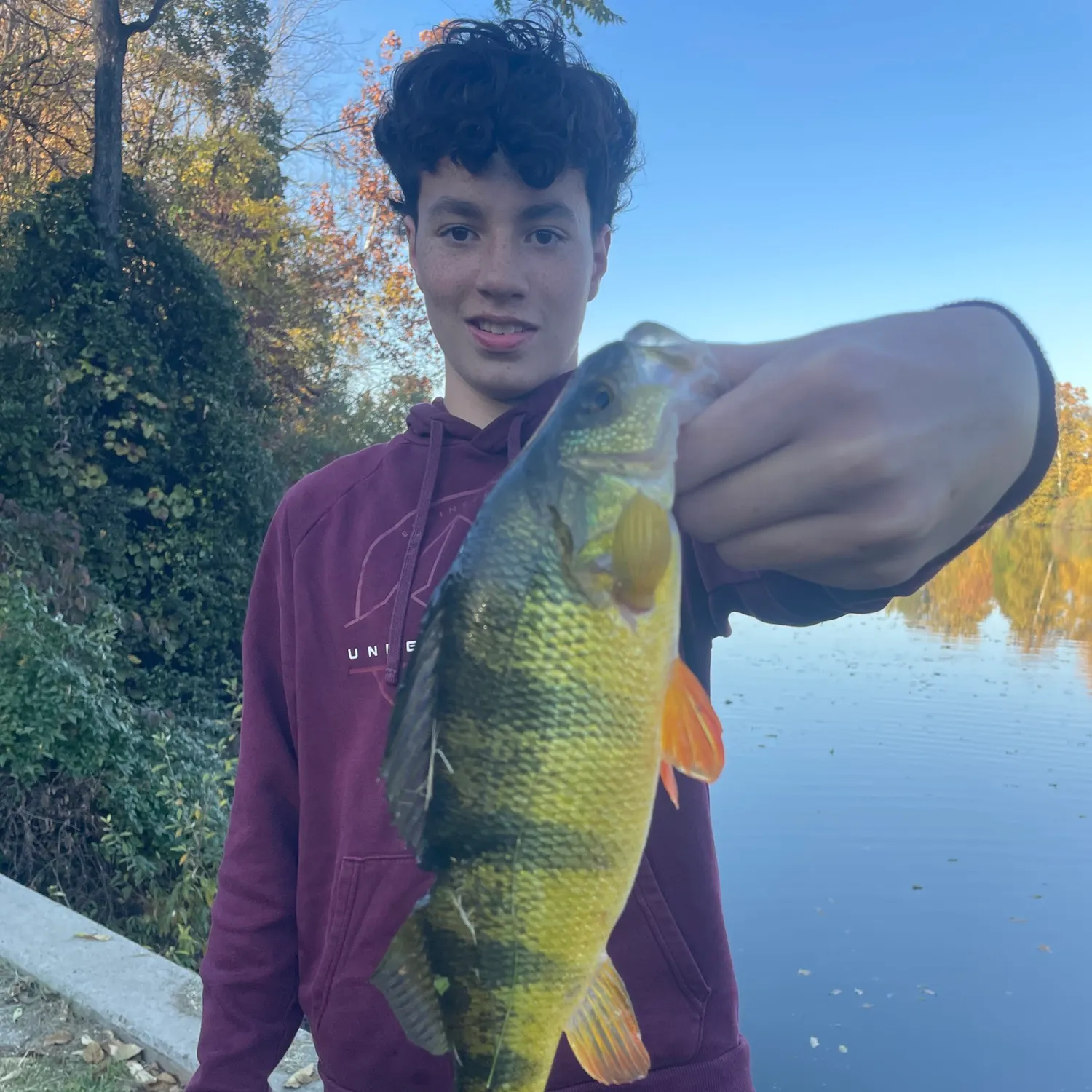 Yellow perch caught on Fishbrain