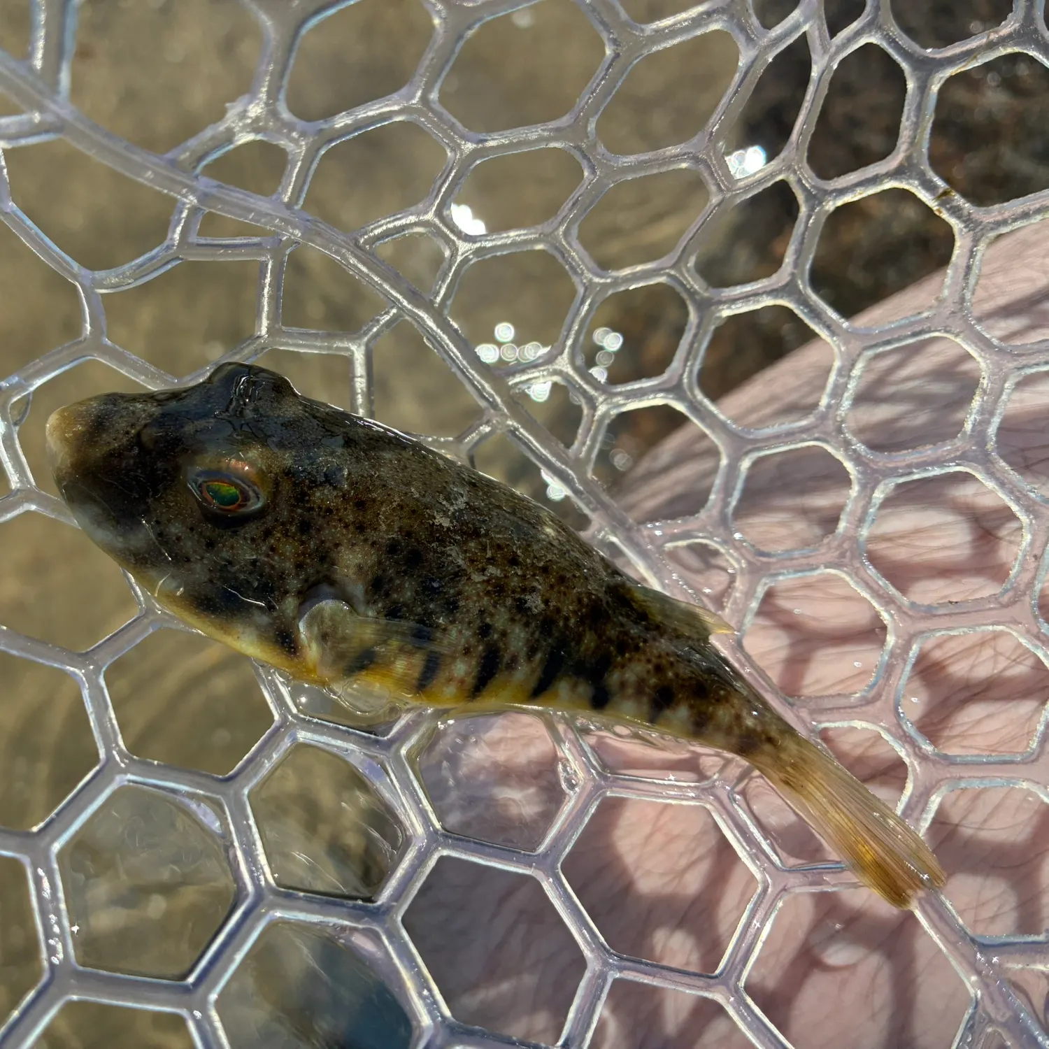 The most recent Northern puffer catches on Fishbrain