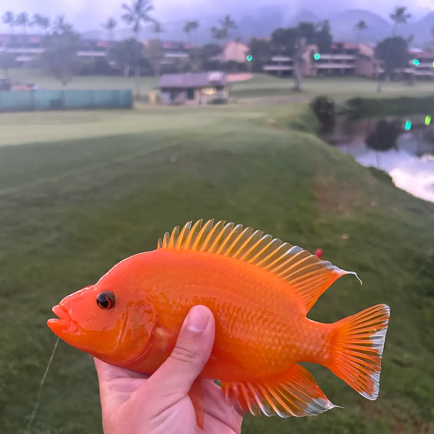The most recent Red devil cichlid catches on Fishbrain
