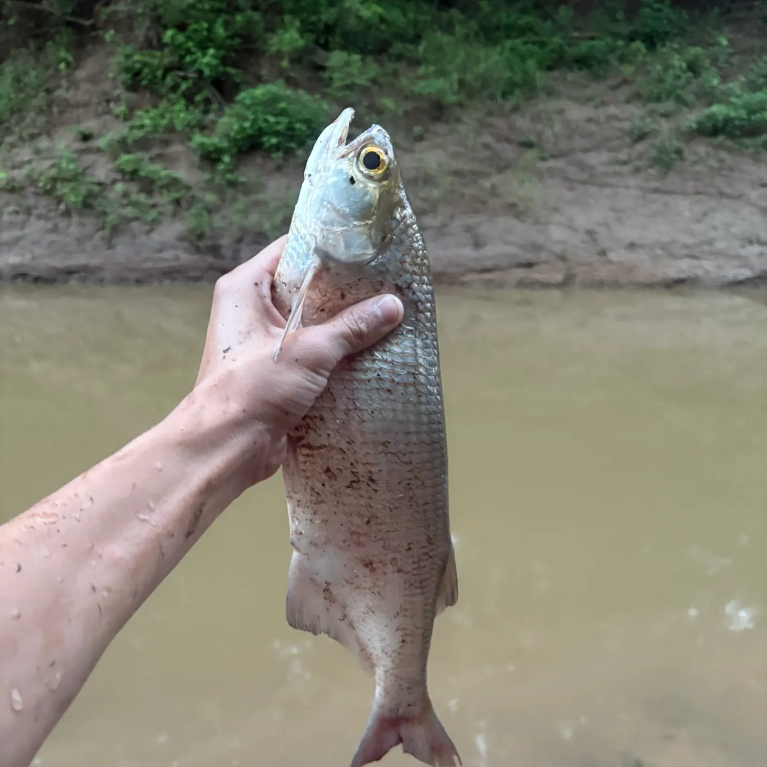 The most recent Goldeye catches on Fishbrain