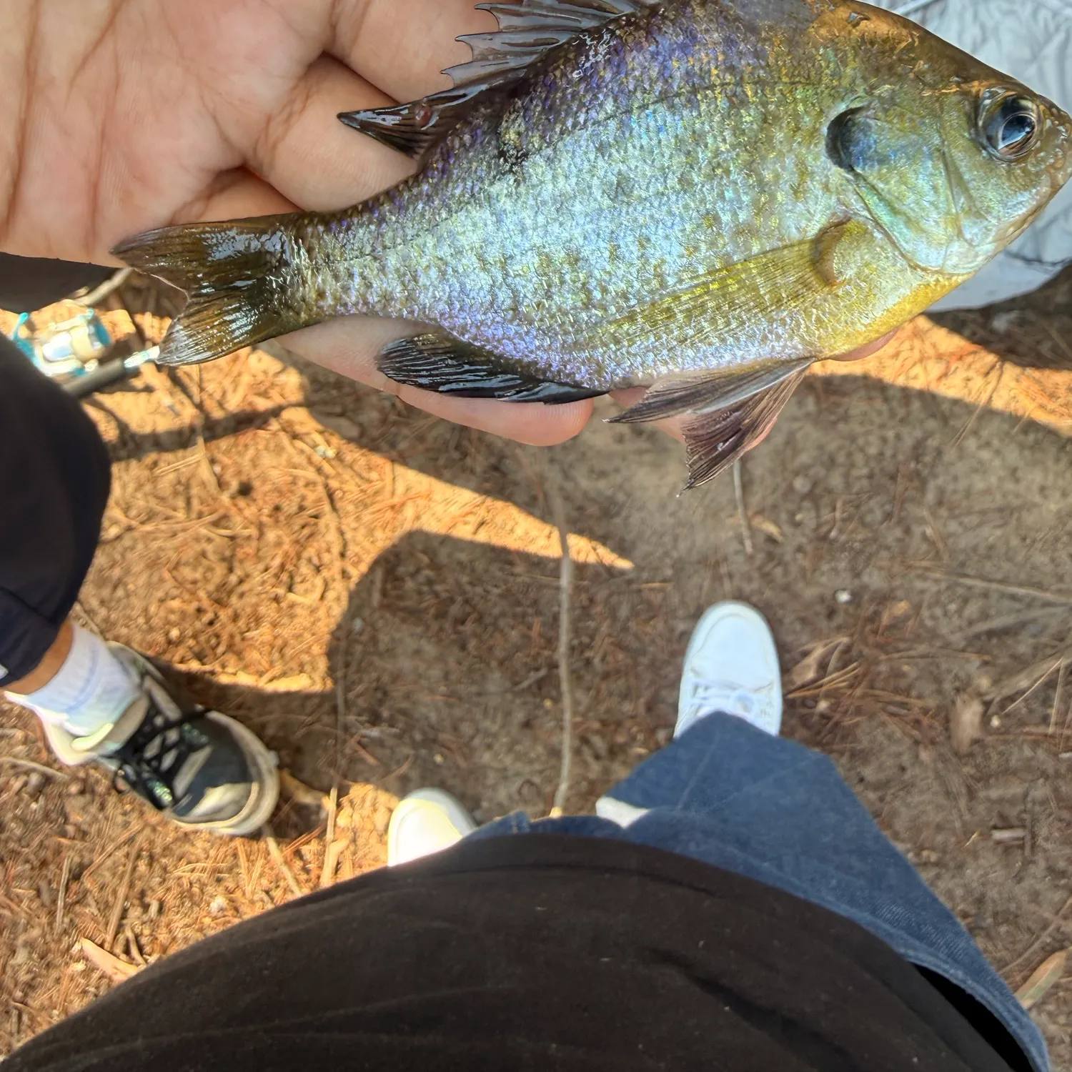 Greengill hybrid caught on Fishbrain