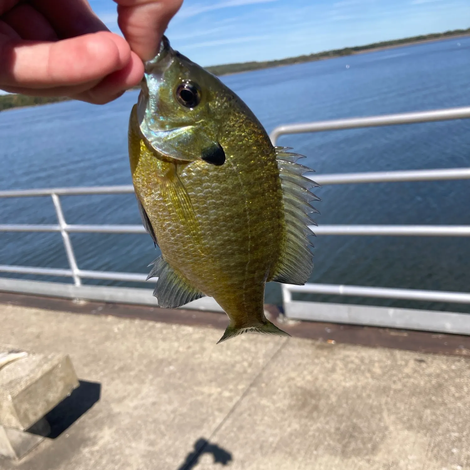 Bluegill caught on Fishbrain