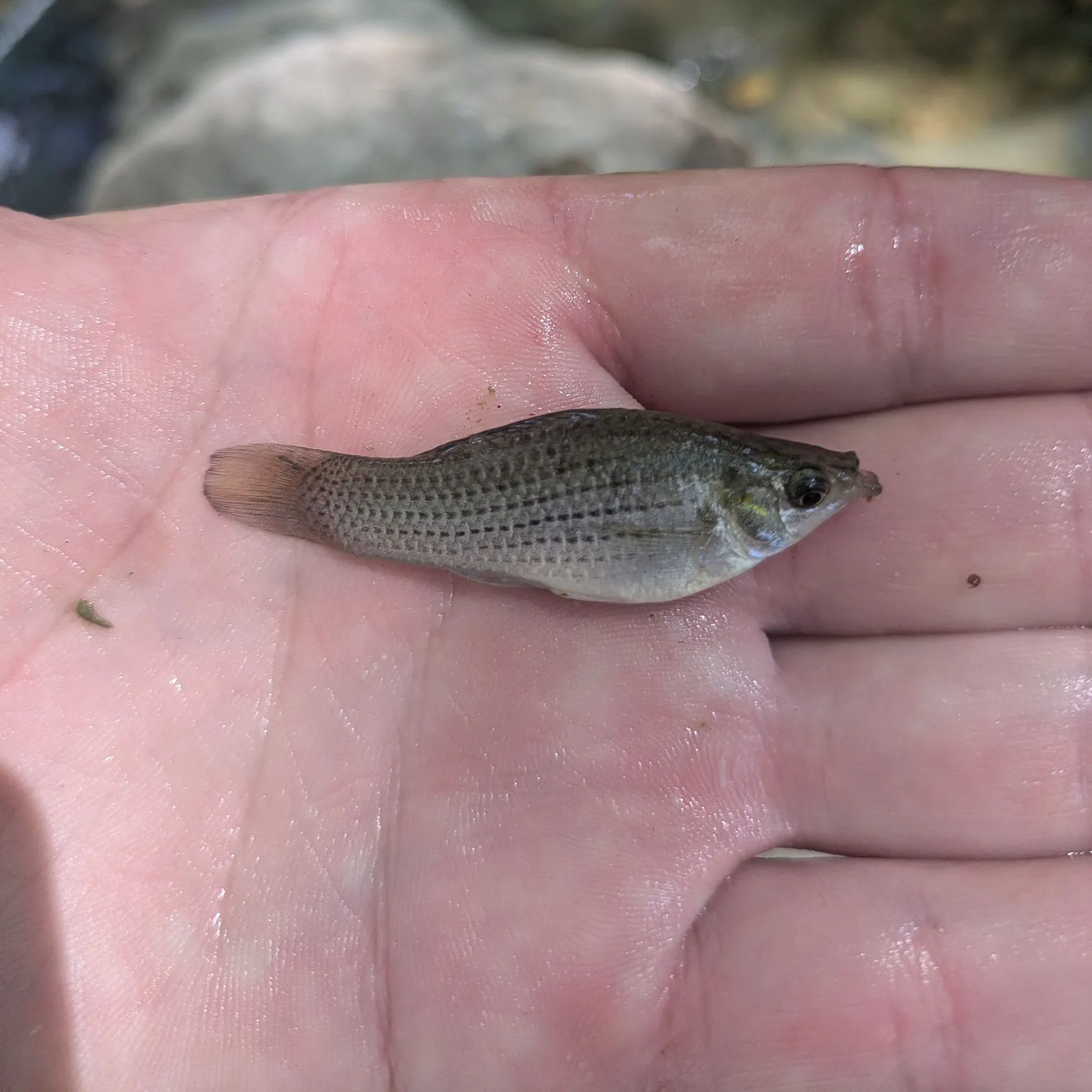 The most recent Mexican molly catches on Fishbrain