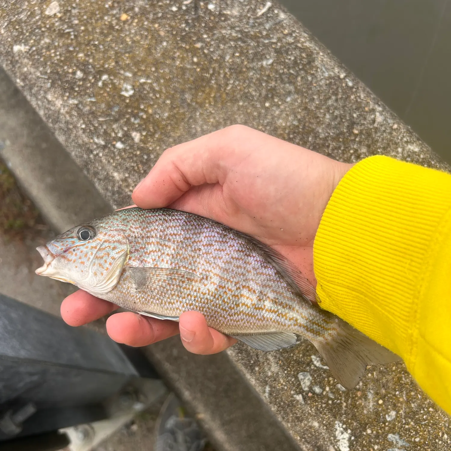 Atlantic croaker caught on Fishbrain
