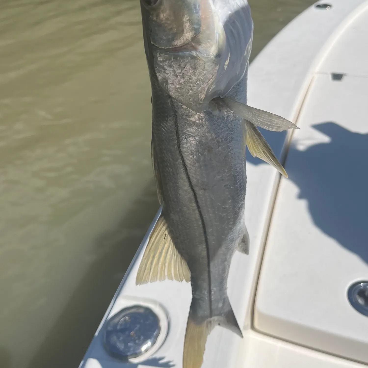 Common snook caught on Fishbrain