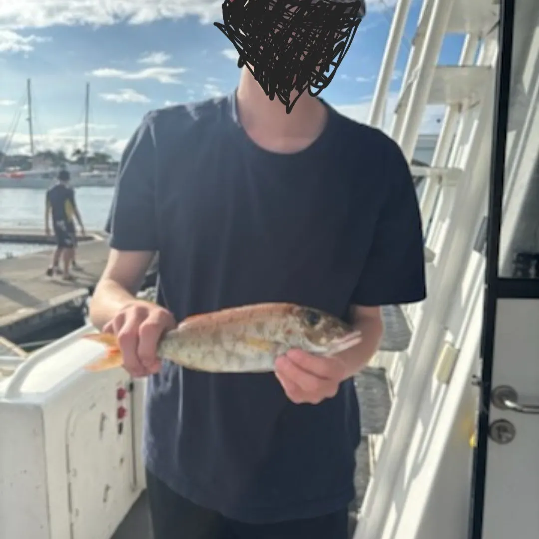 The most recent Sombre sweetlips catches on Fishbrain