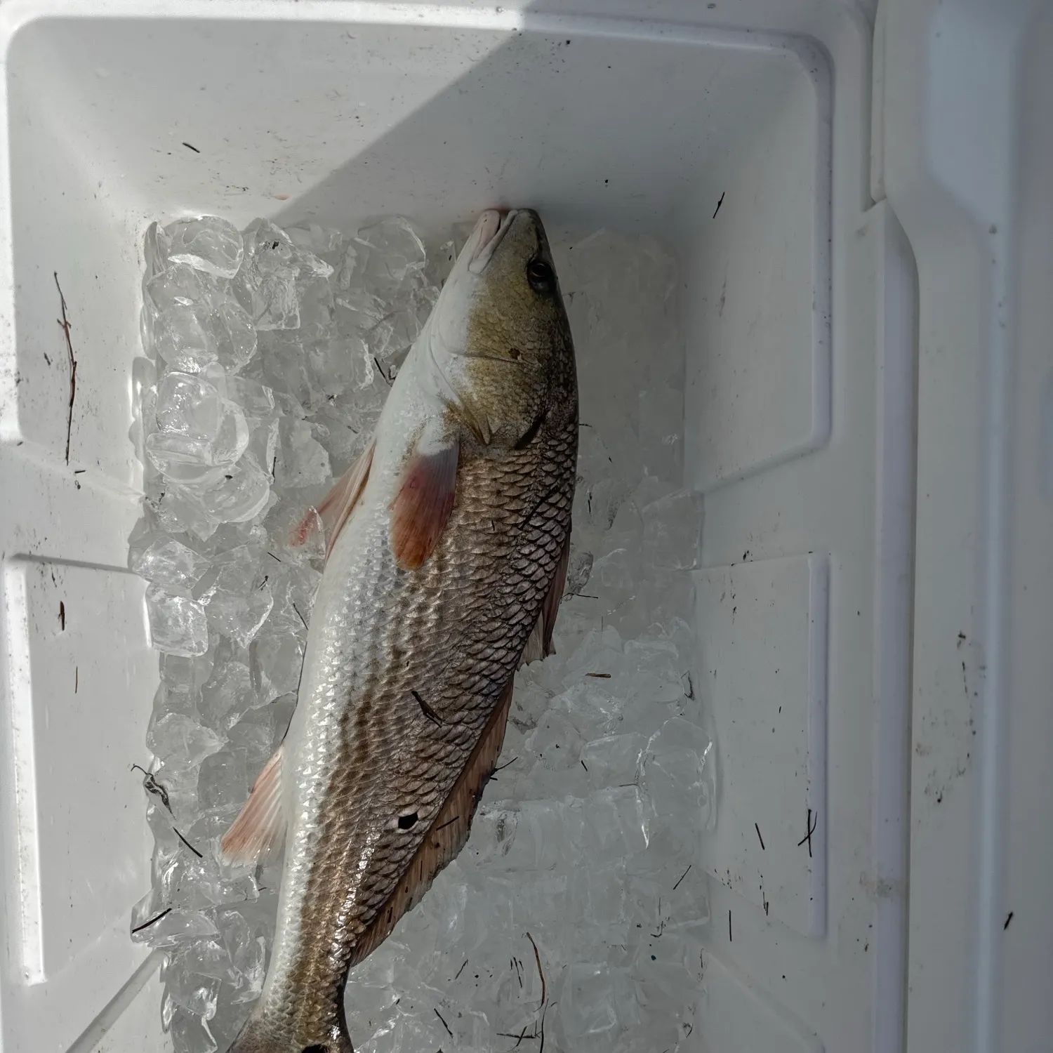 Red drum caught on Fishbrain