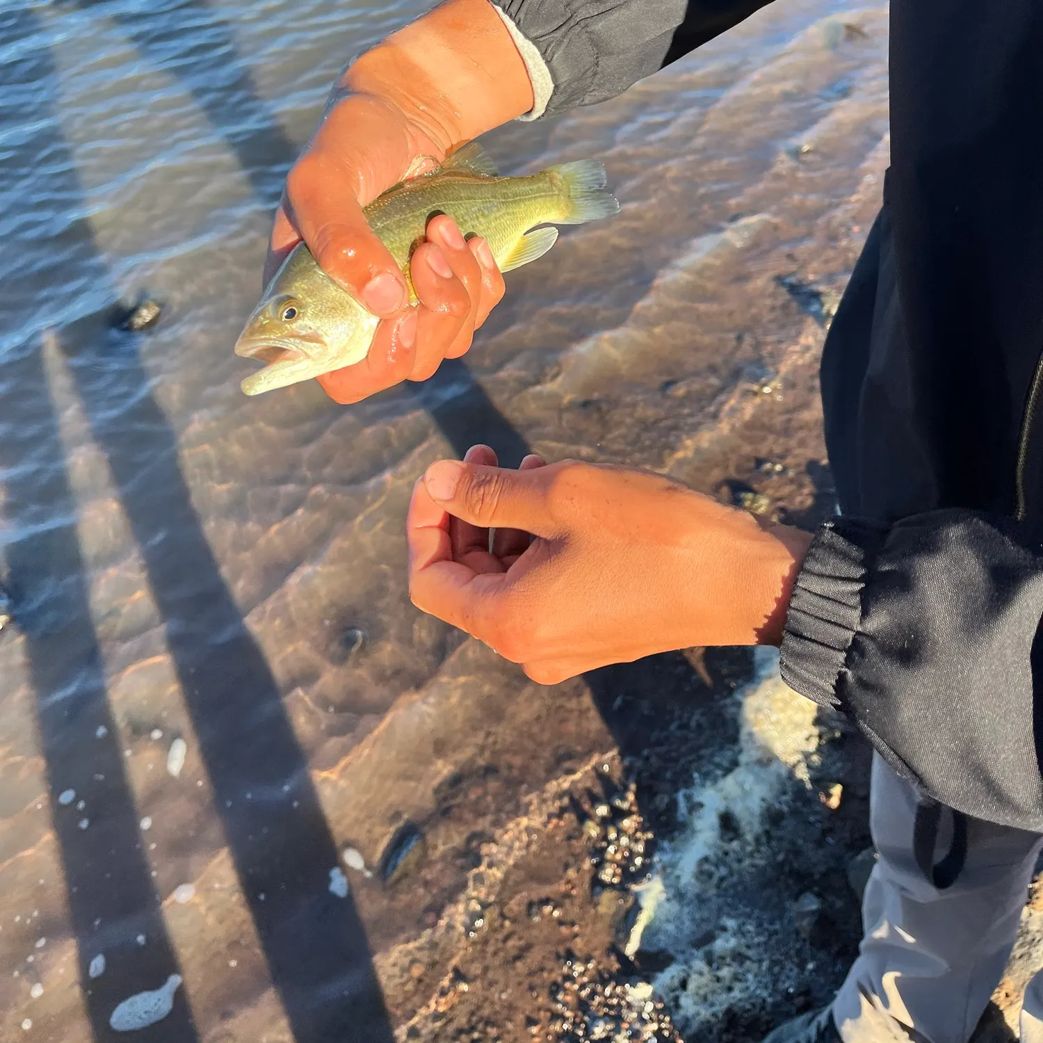 Smallmouth bass caught on Fishbrain
