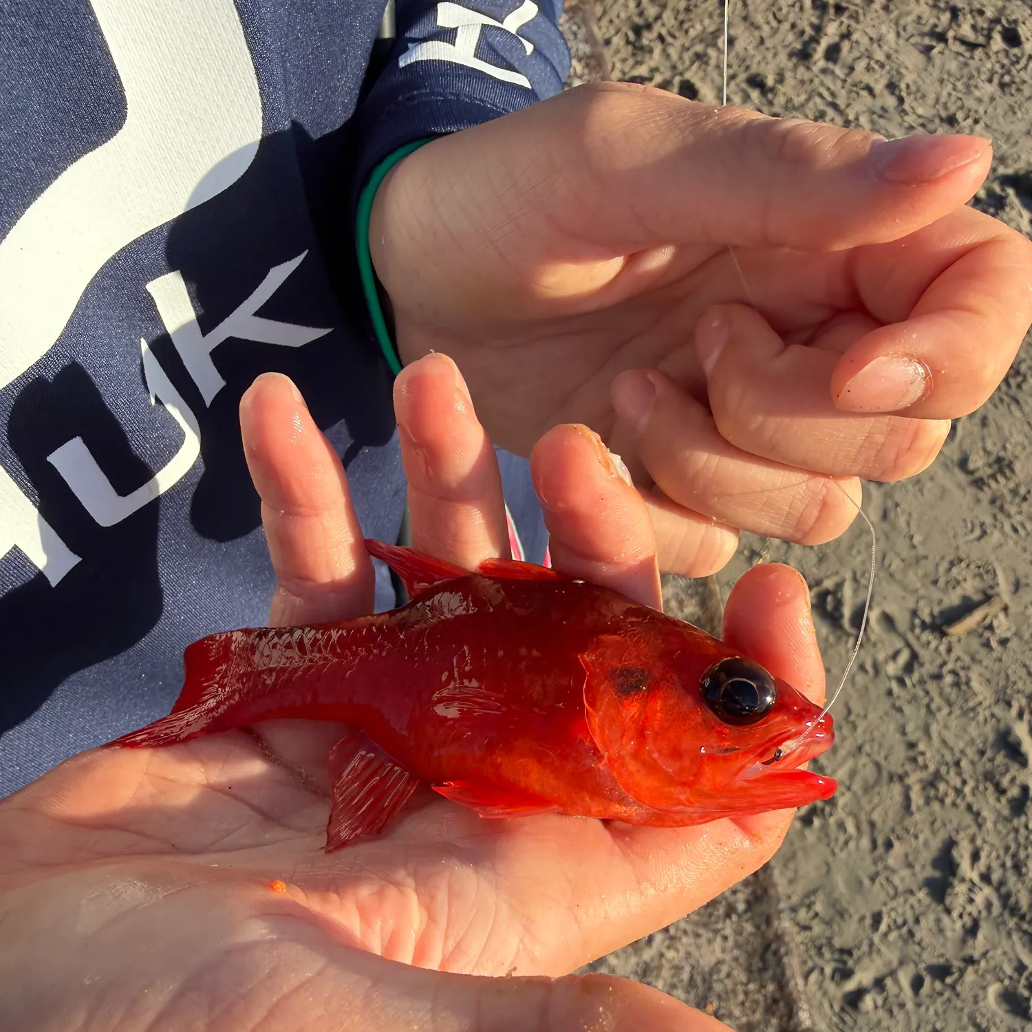 The most recent Flamefish catches on Fishbrain