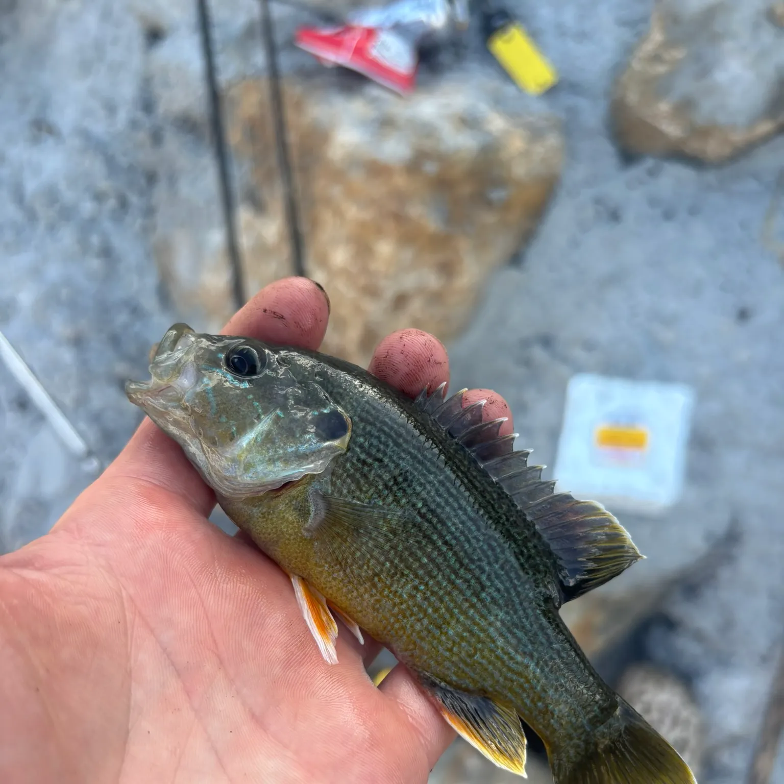 catch