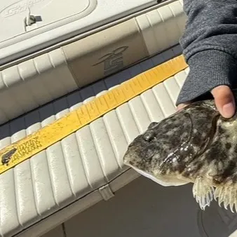 The most recent Southern flounder catches on Fishbrain