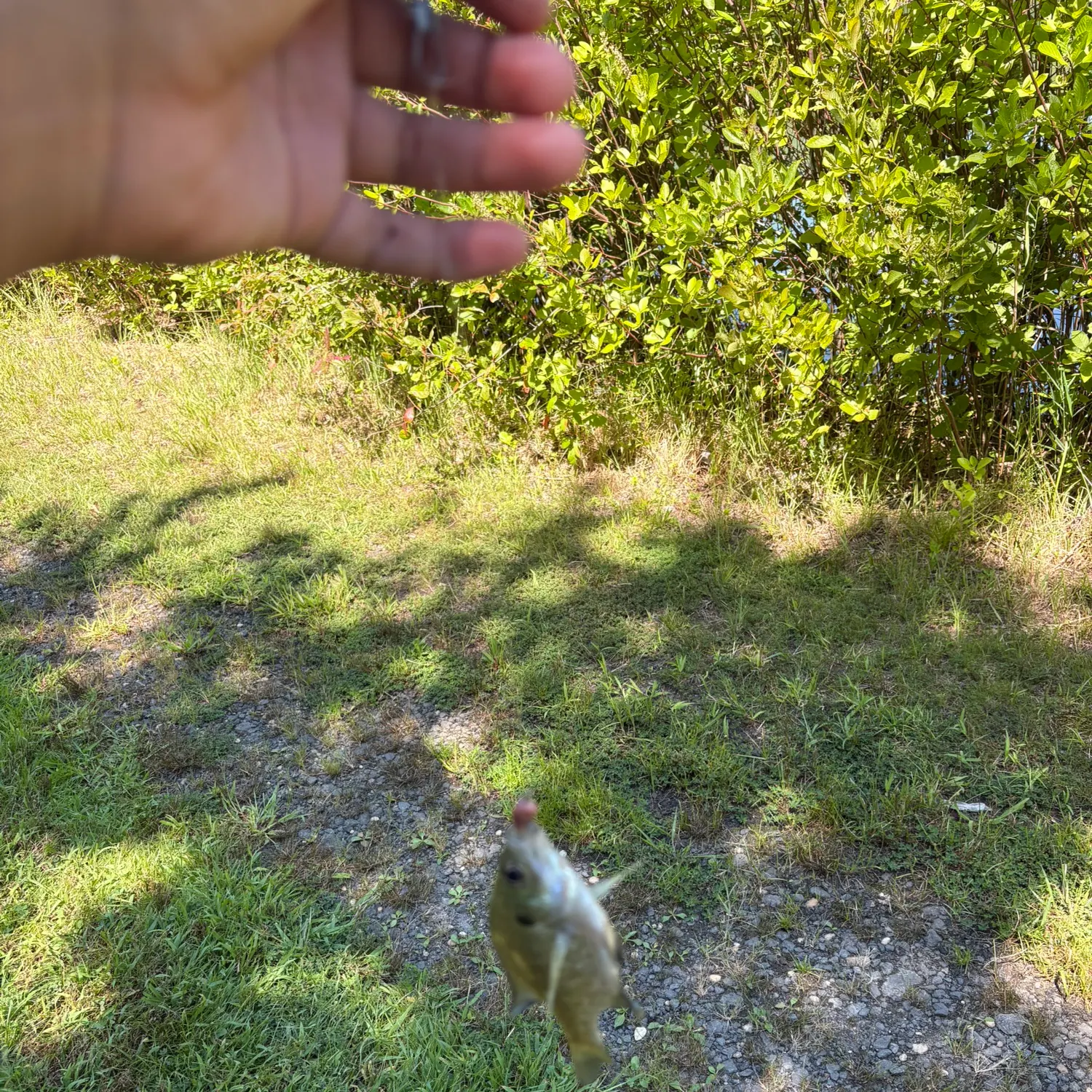 Bluegill caught on Fishbrain