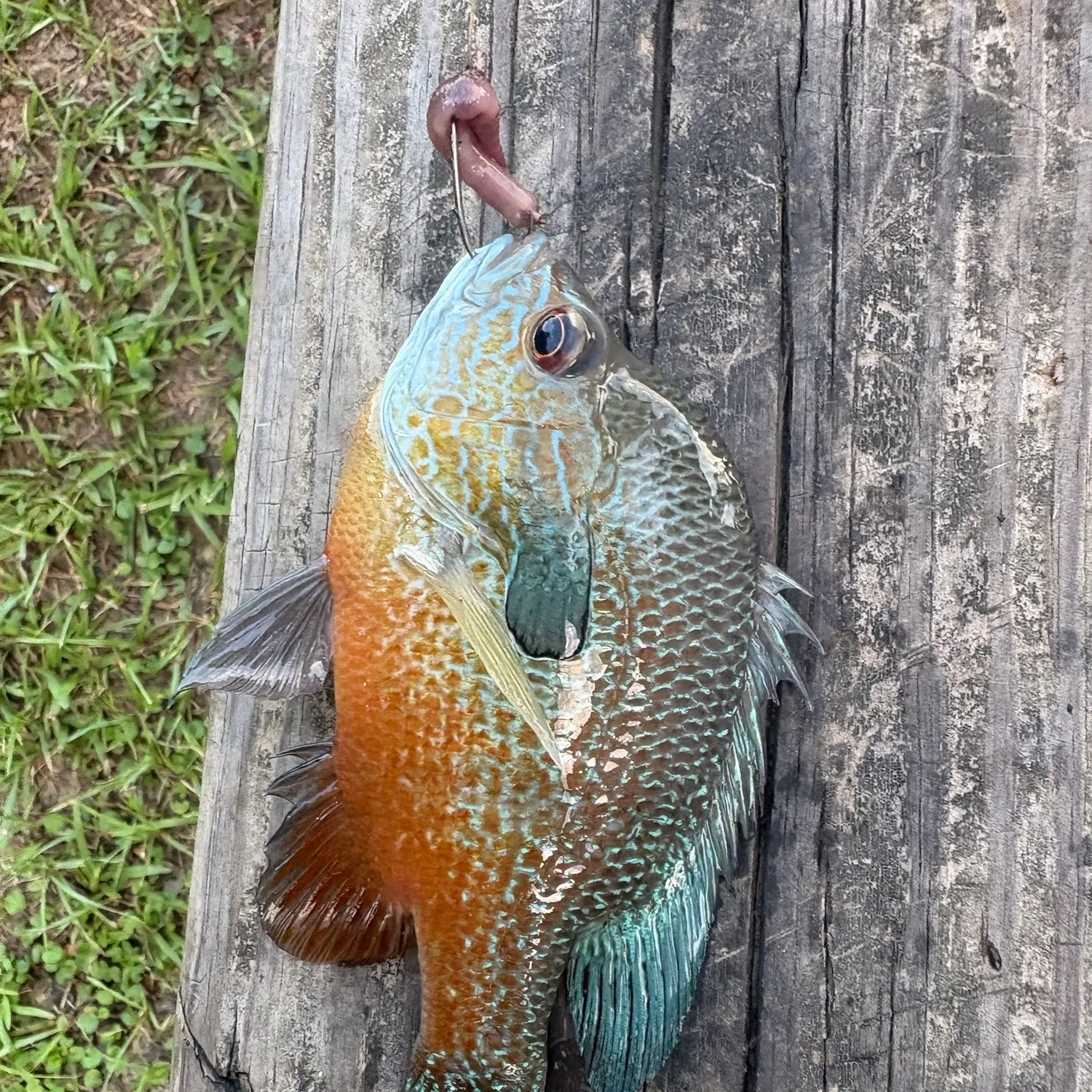 Redbreast sunfish caught on Fishbrain