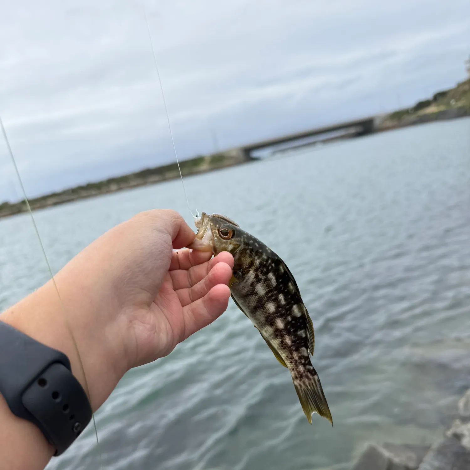 The most recent Kelp bass catches on Fishbrain