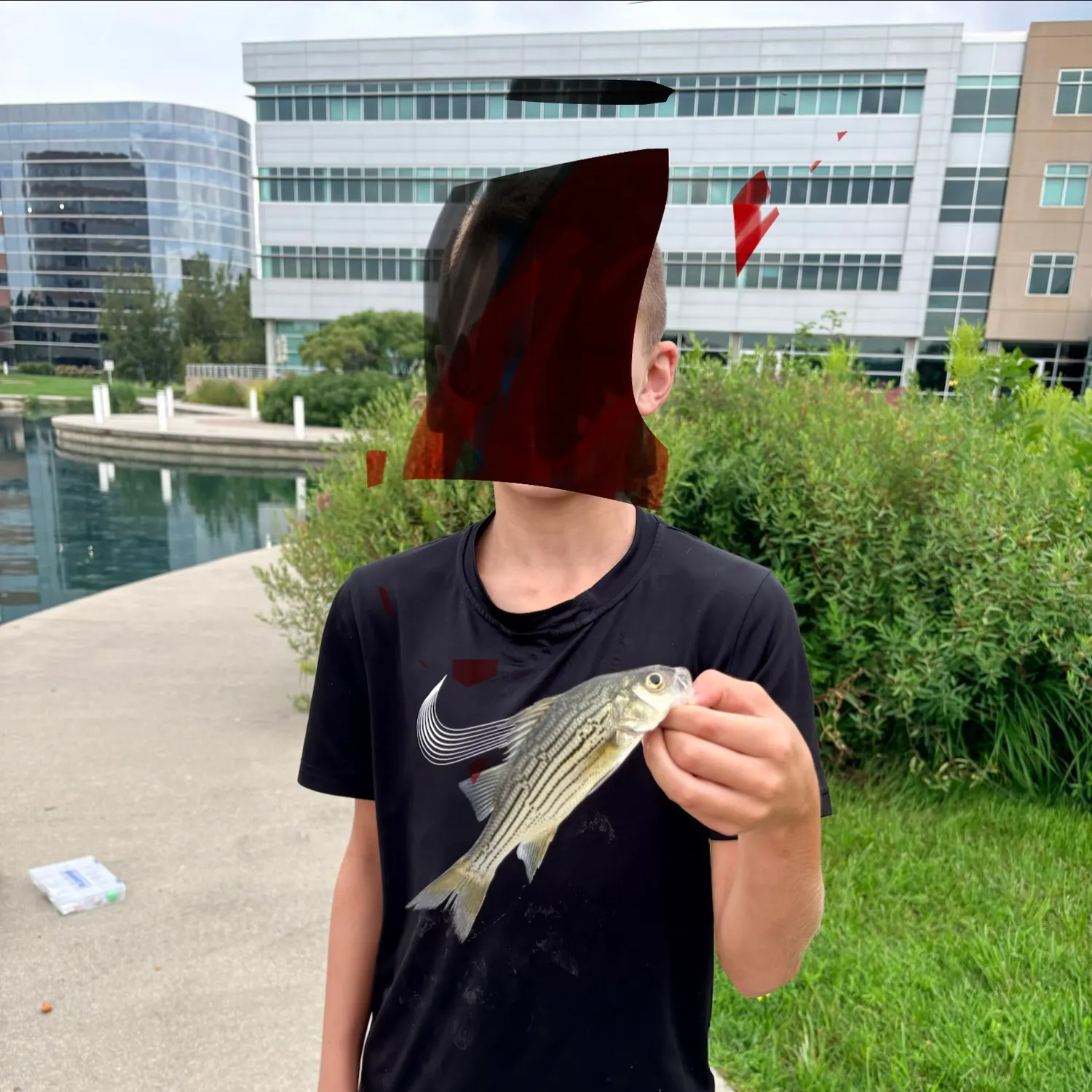 Striped bass caught on Fishbrain