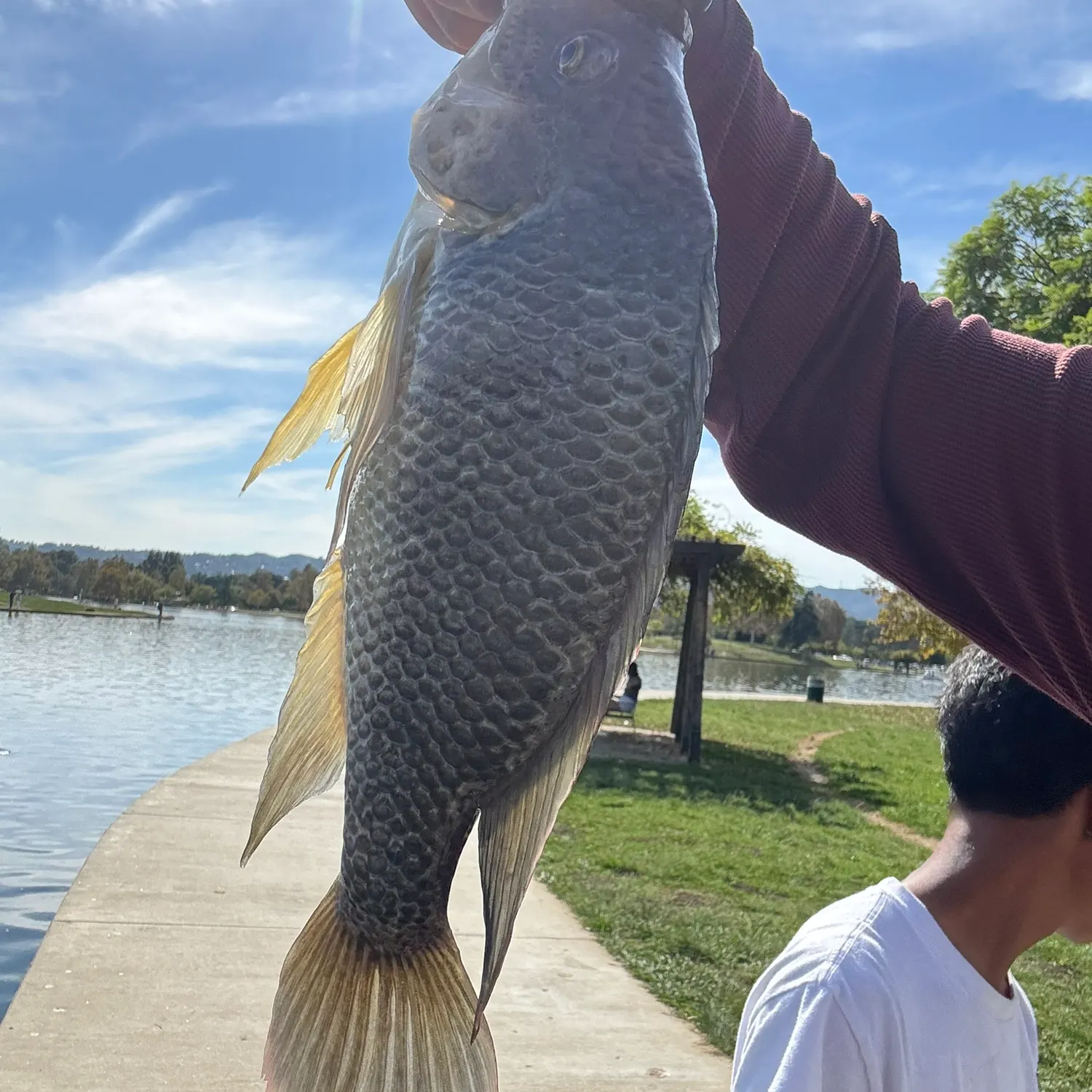 The most recent Mozambique tilapia catches on Fishbrain