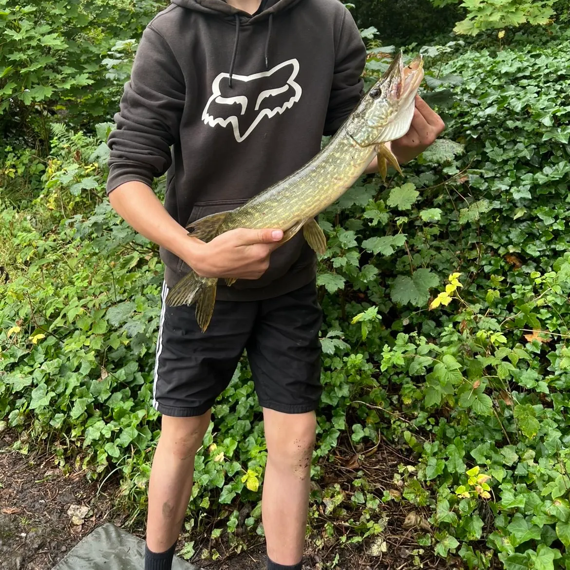 Northern pike caught on Fishbrain