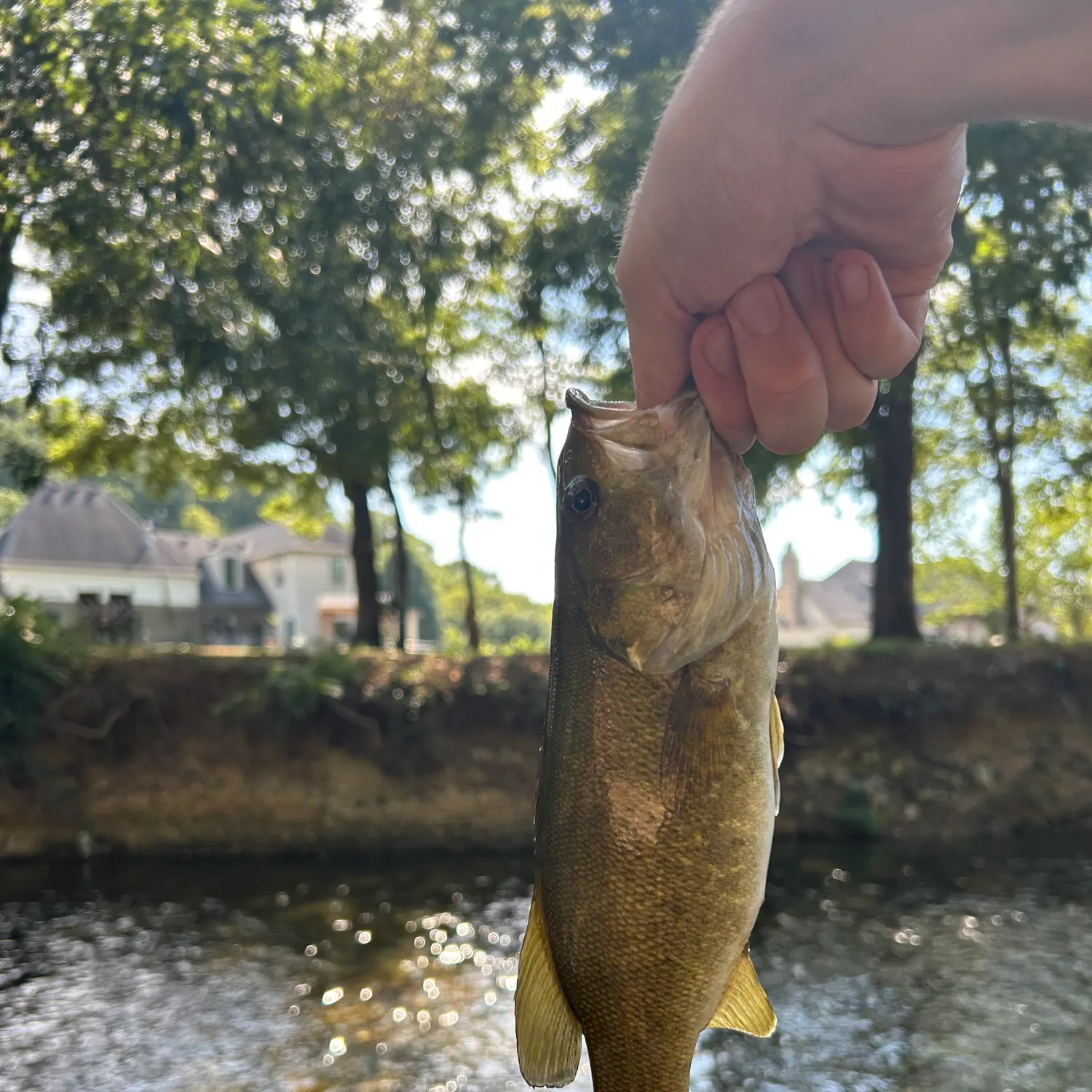 Smallmouth bass caught on Fishbrain