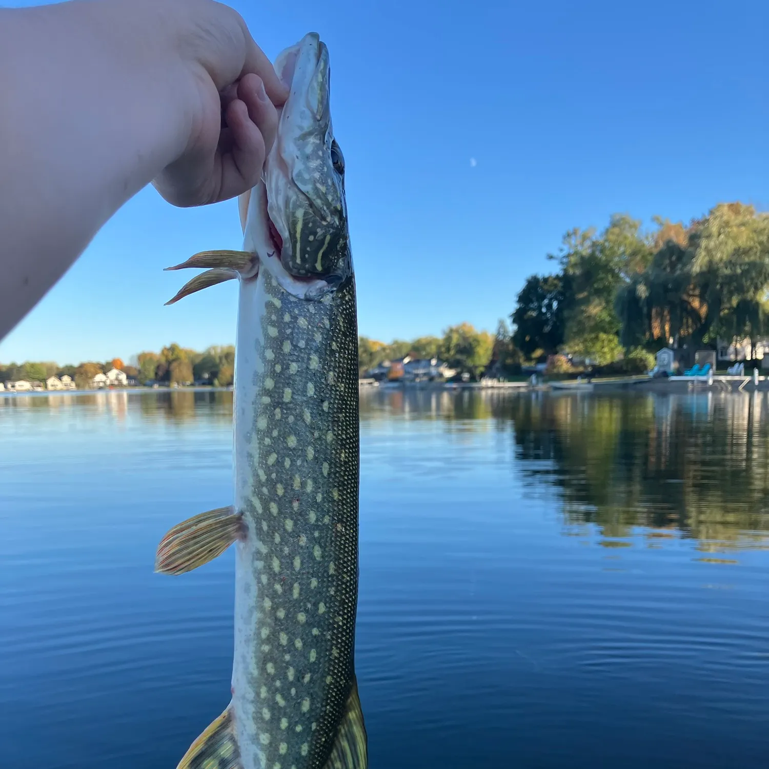 Northern pike caught on Fishbrain