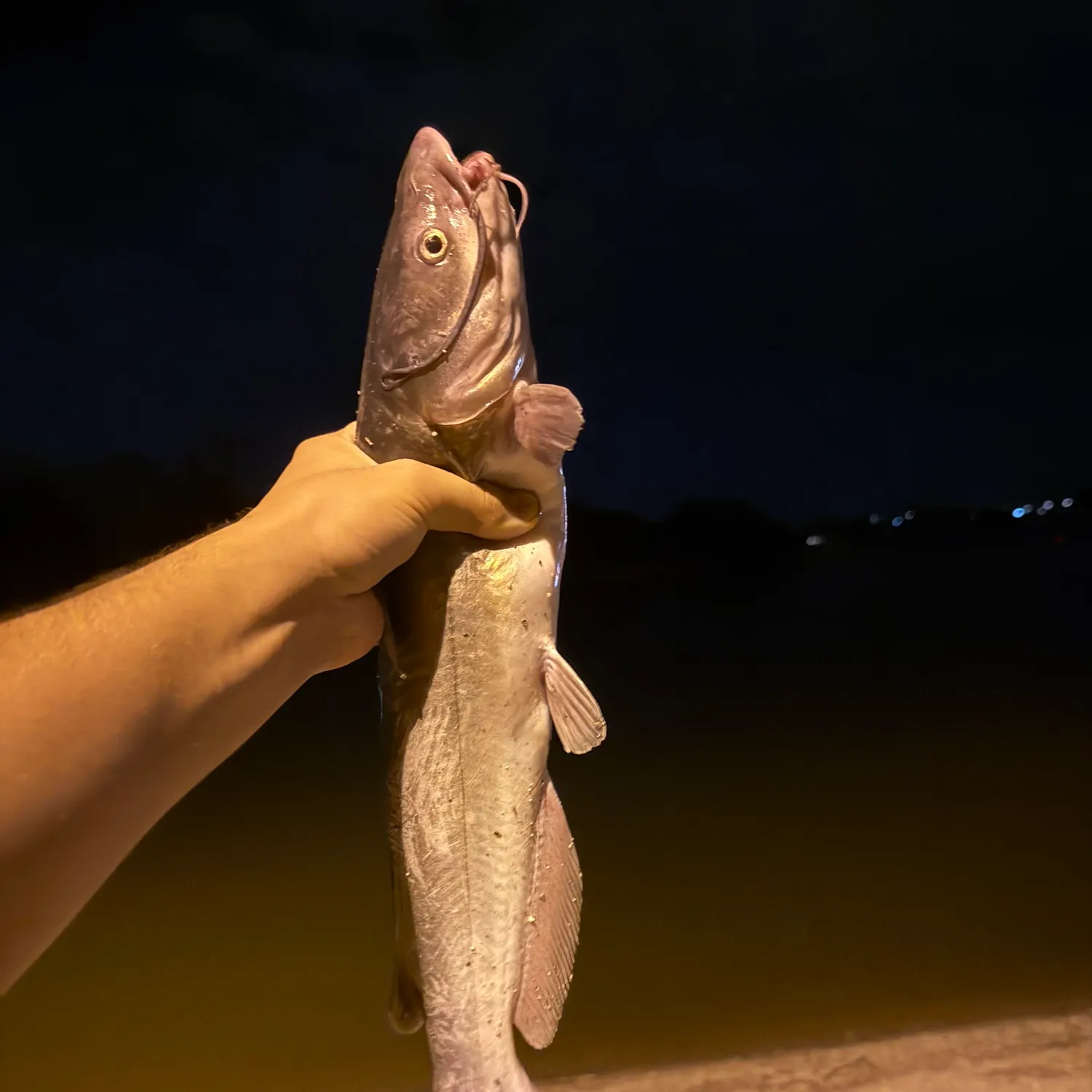 Channel catfish caught on Fishbrain