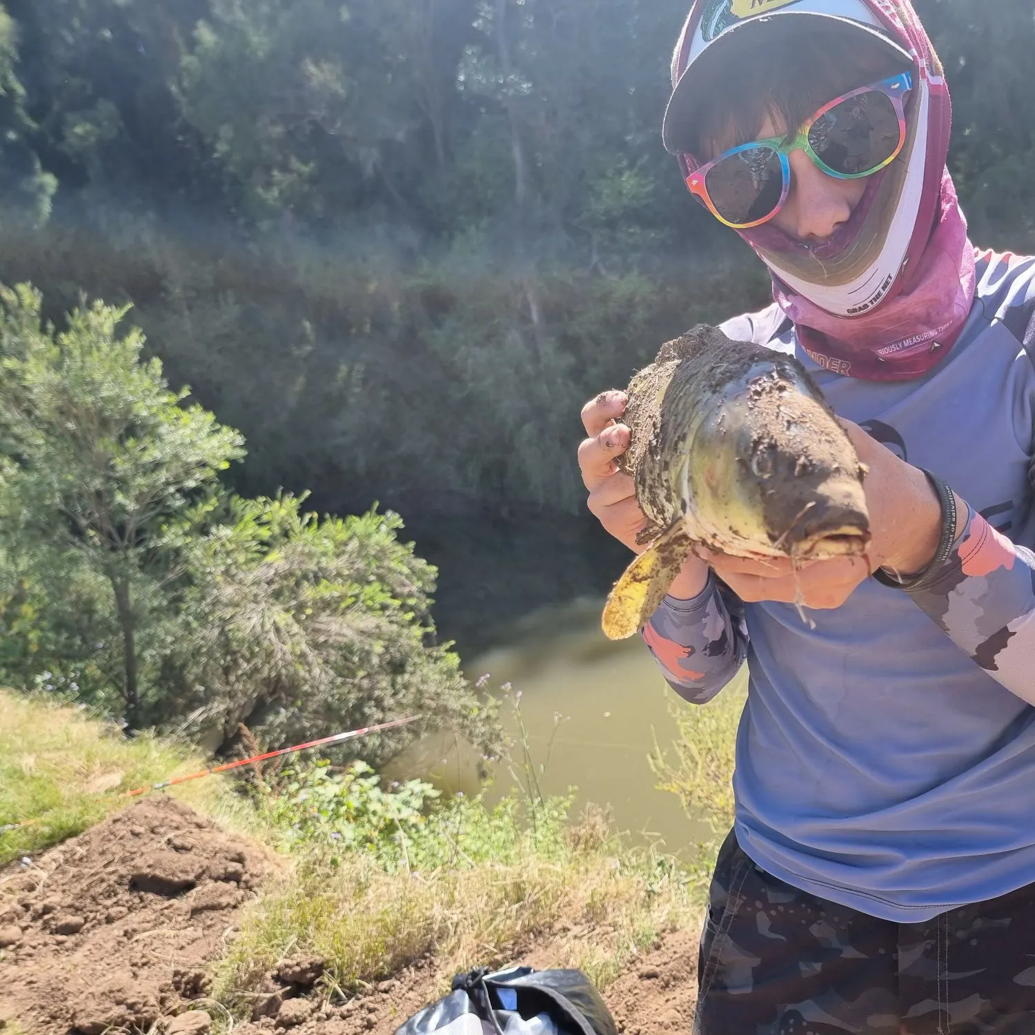 Common carp caught on Fishbrain