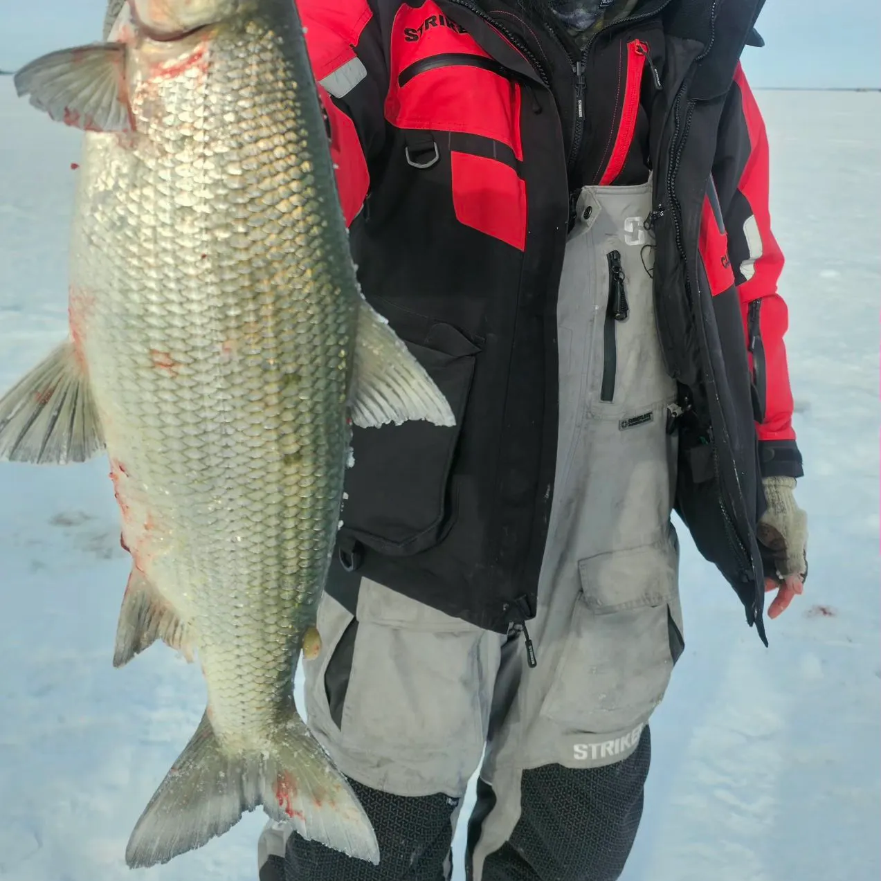 The most recent Northern cisco catches on Fishbrain