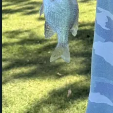 Nile tilapia caught on Fishbrain