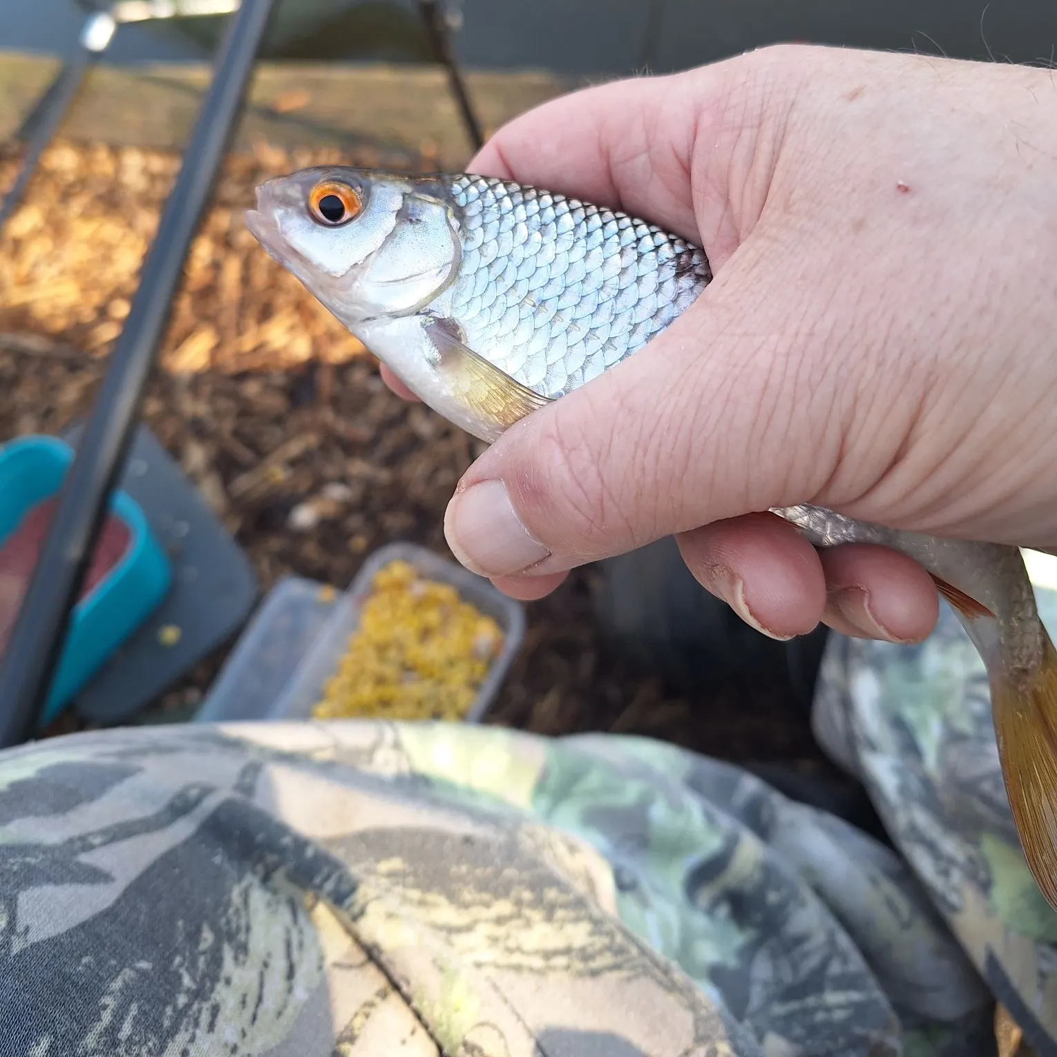 The most recent Common roach catches on Fishbrain