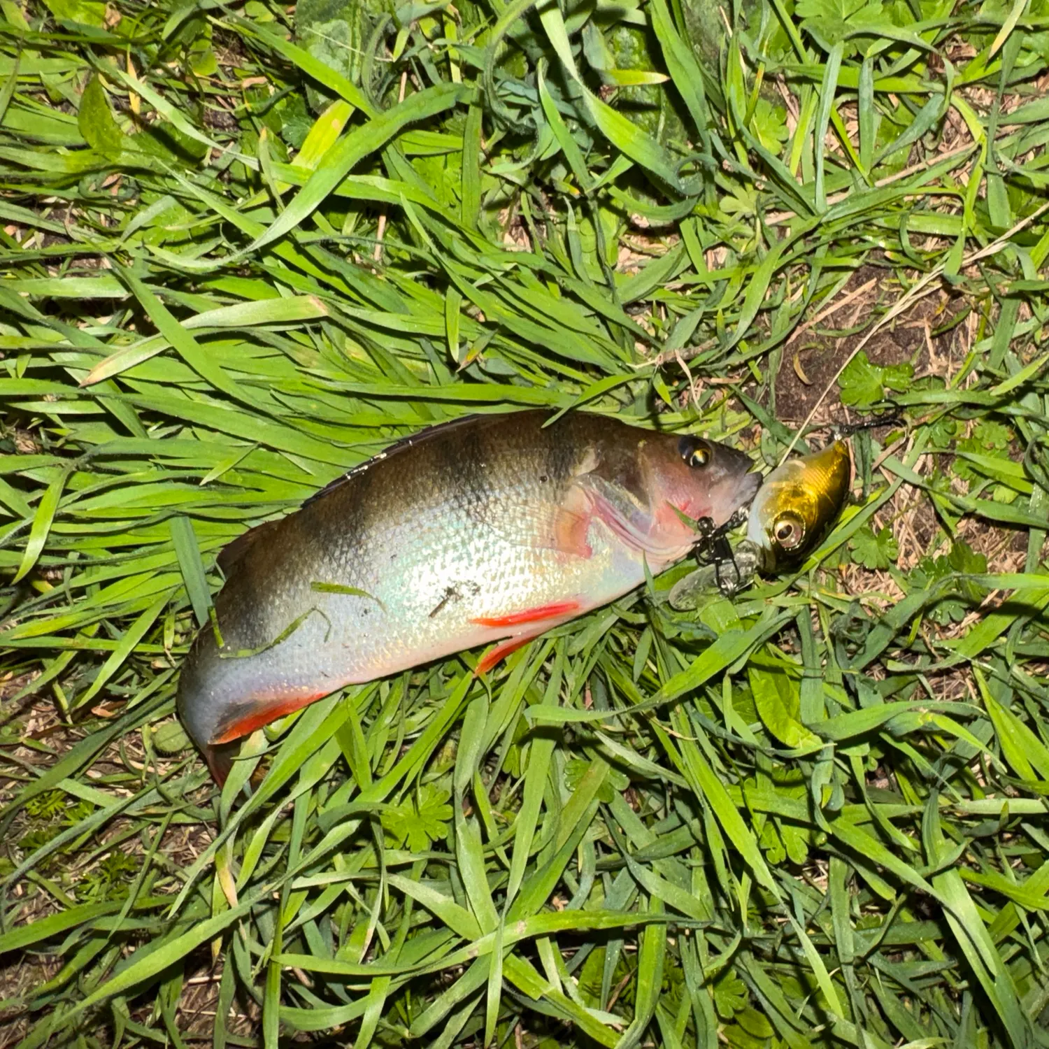 European perch caught on Fishbrain