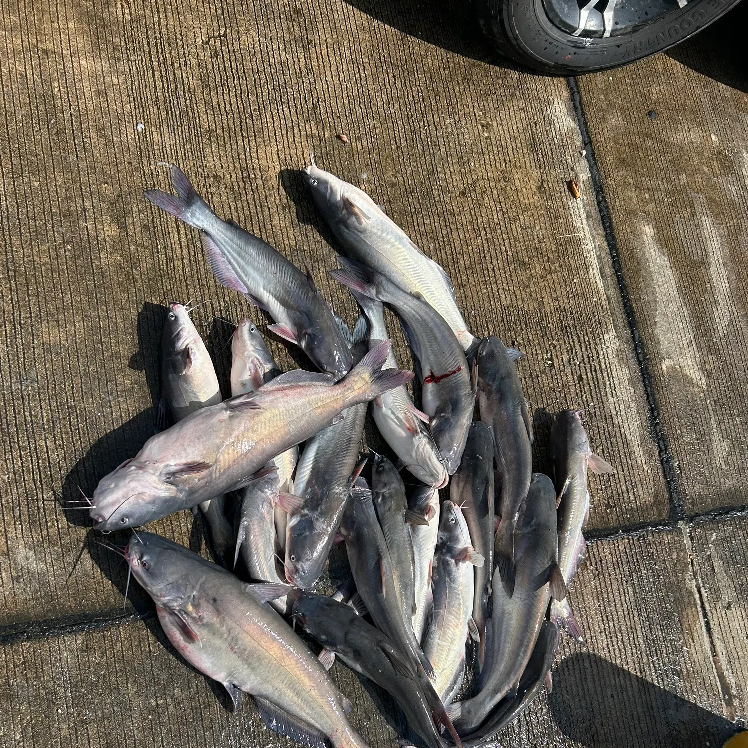 Blue catfish caught on Fishbrain