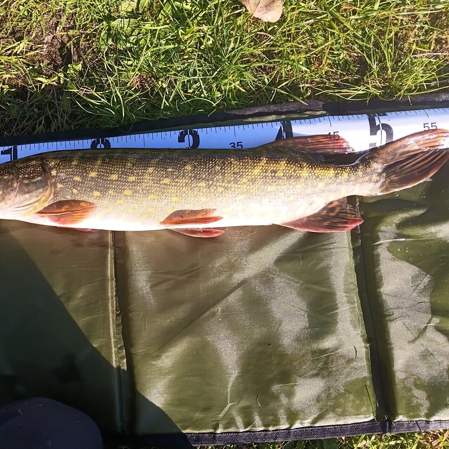Northern pike caught on Fishbrain