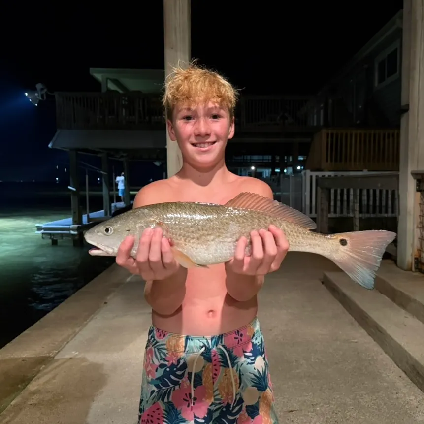 Red drum caught on Fishbrain