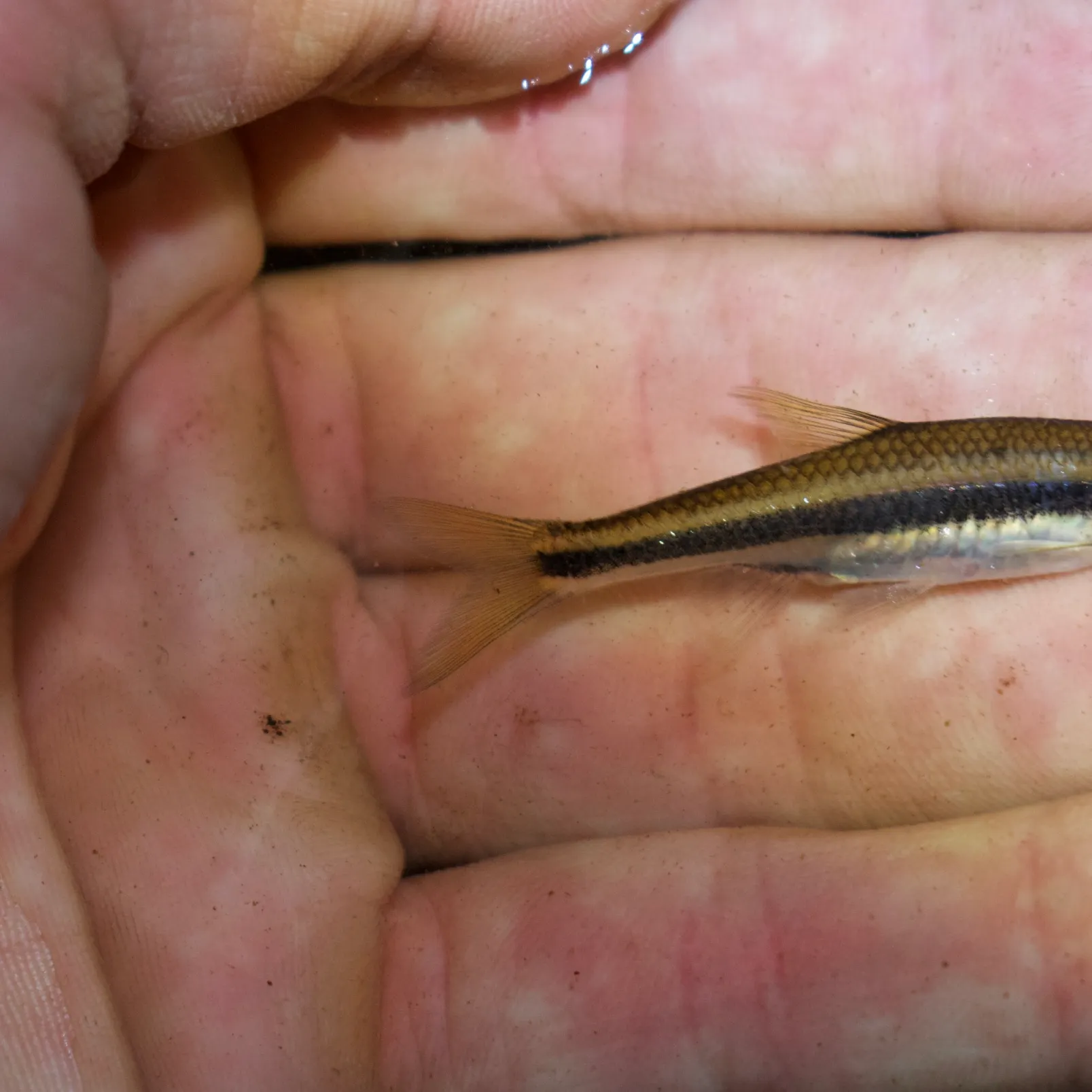 The most recent Ironcolor shiner catches on Fishbrain