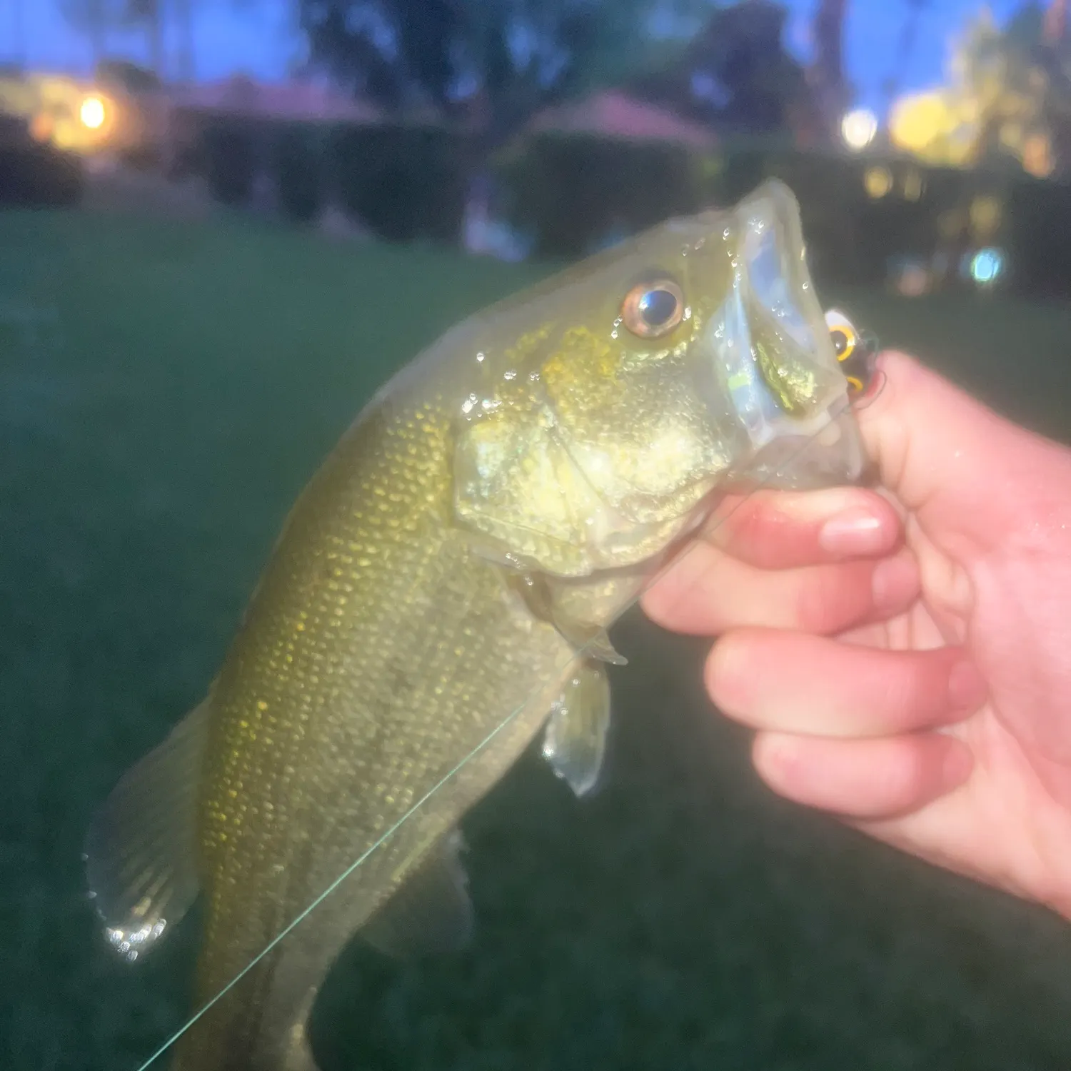 Fish caught on Fishbrain