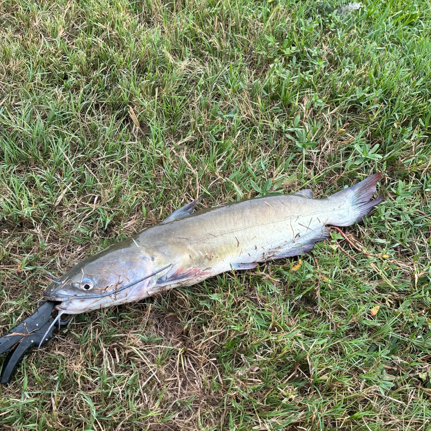 Channel catfish caught on Fishbrain