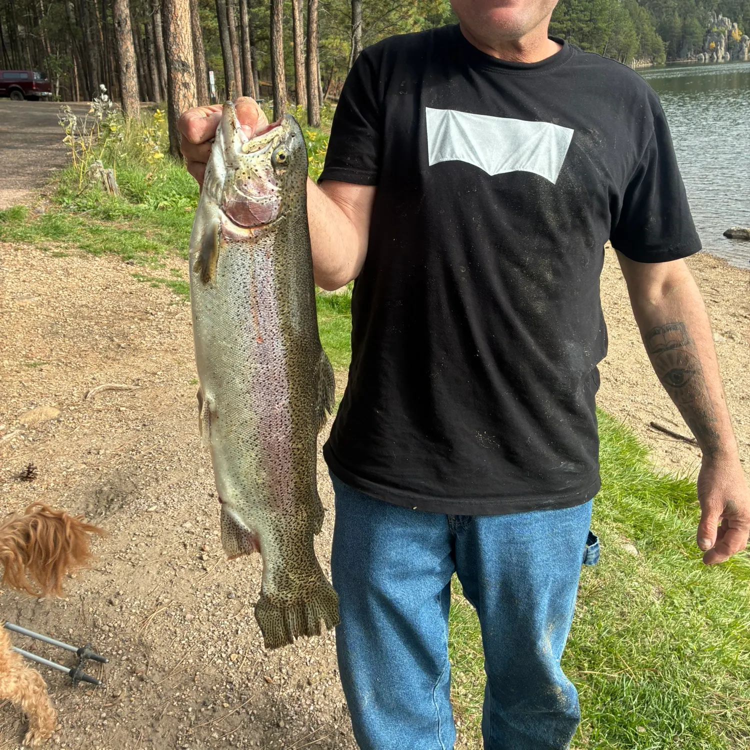 Rainbow trout caught on Fishbrain
